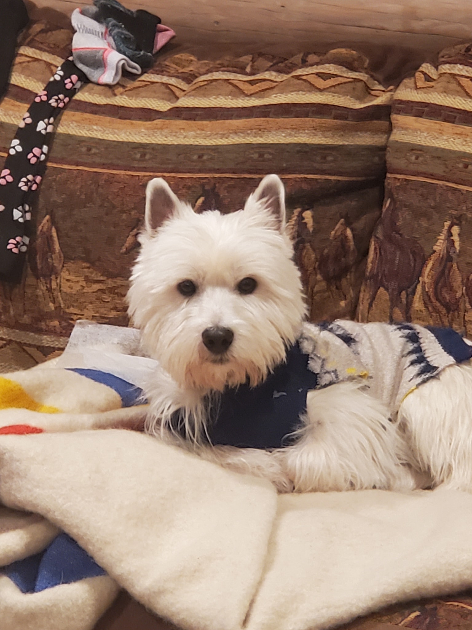 S & D Ranch... - S & D Ranch West Highland white Terriers
