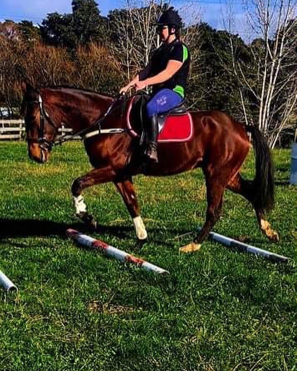 HERO - ‼️ FOR SALE ‼️ “Carse O Fern Tom” Tommy 6YO Bay...