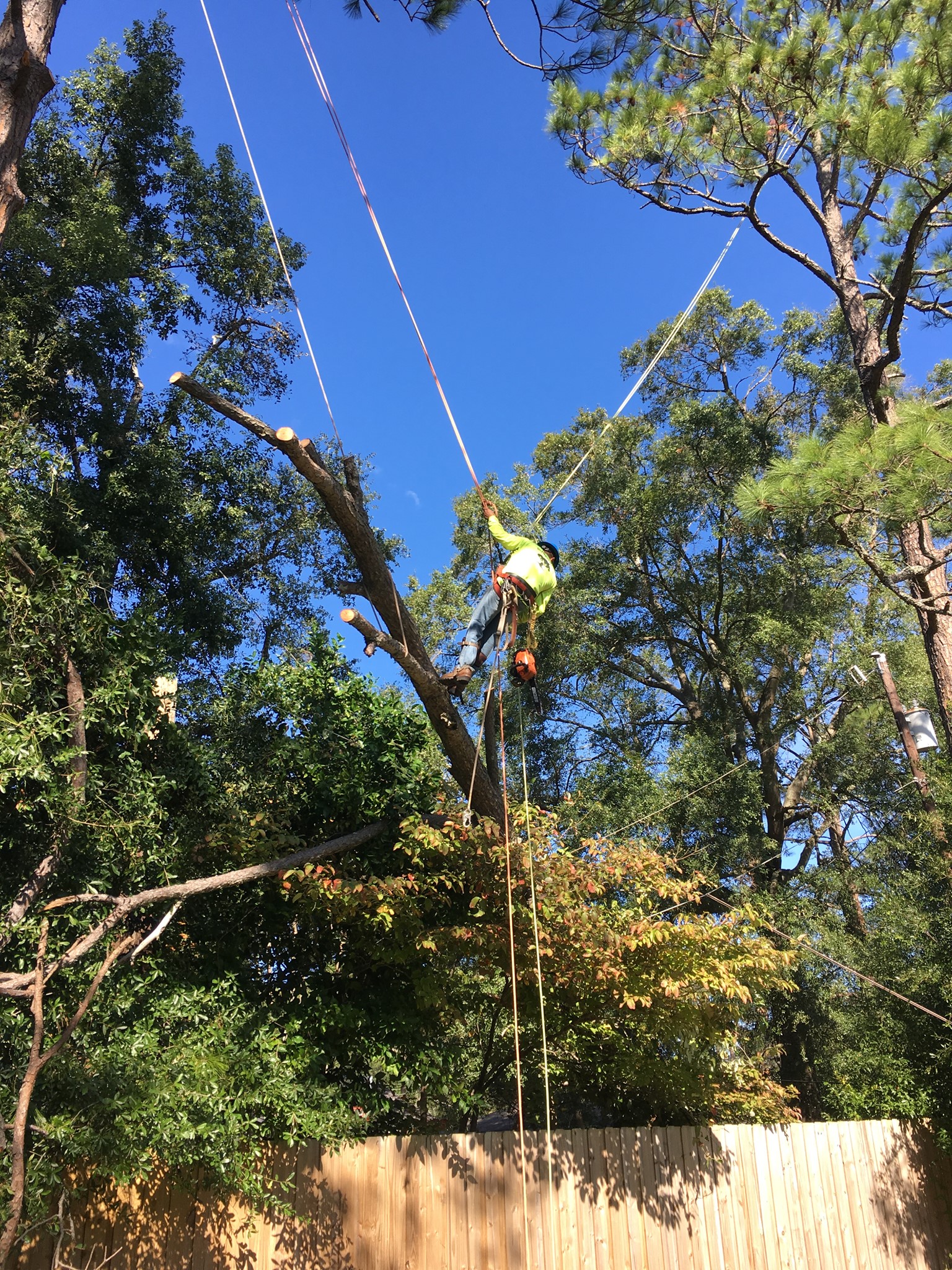 Veteran Tree Service