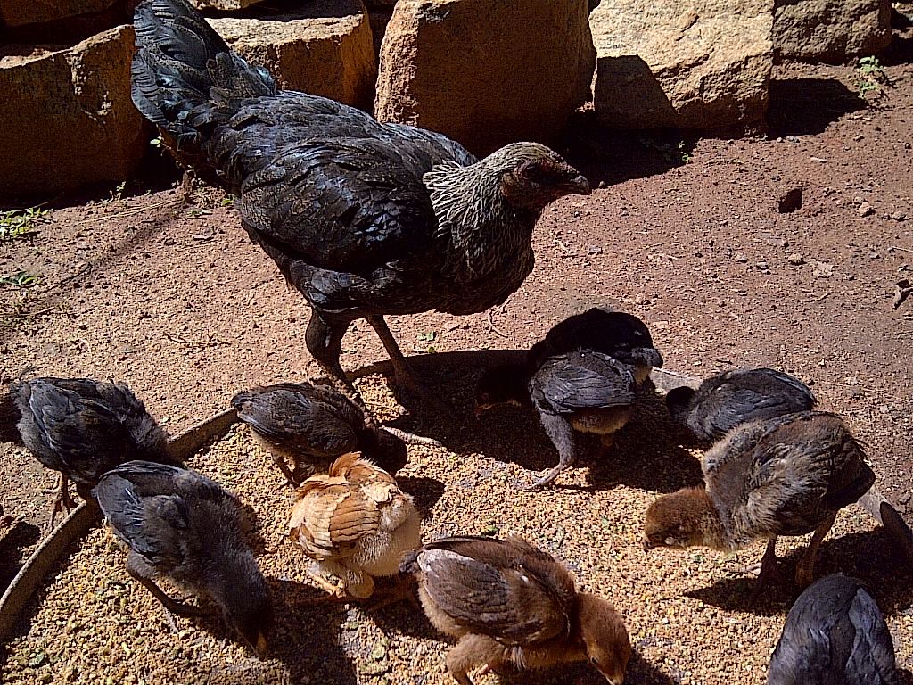 fagno-fiompina-fagno-fiompina-akoho-gasy-nohatsaraina