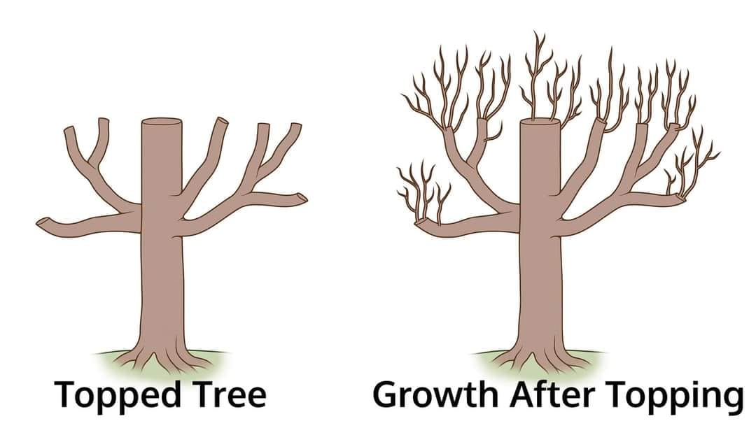 Patriot Tree Service LLC | Sebewaing MI