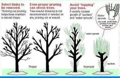 Patriot Tree Service LLC | Sebewaing MI