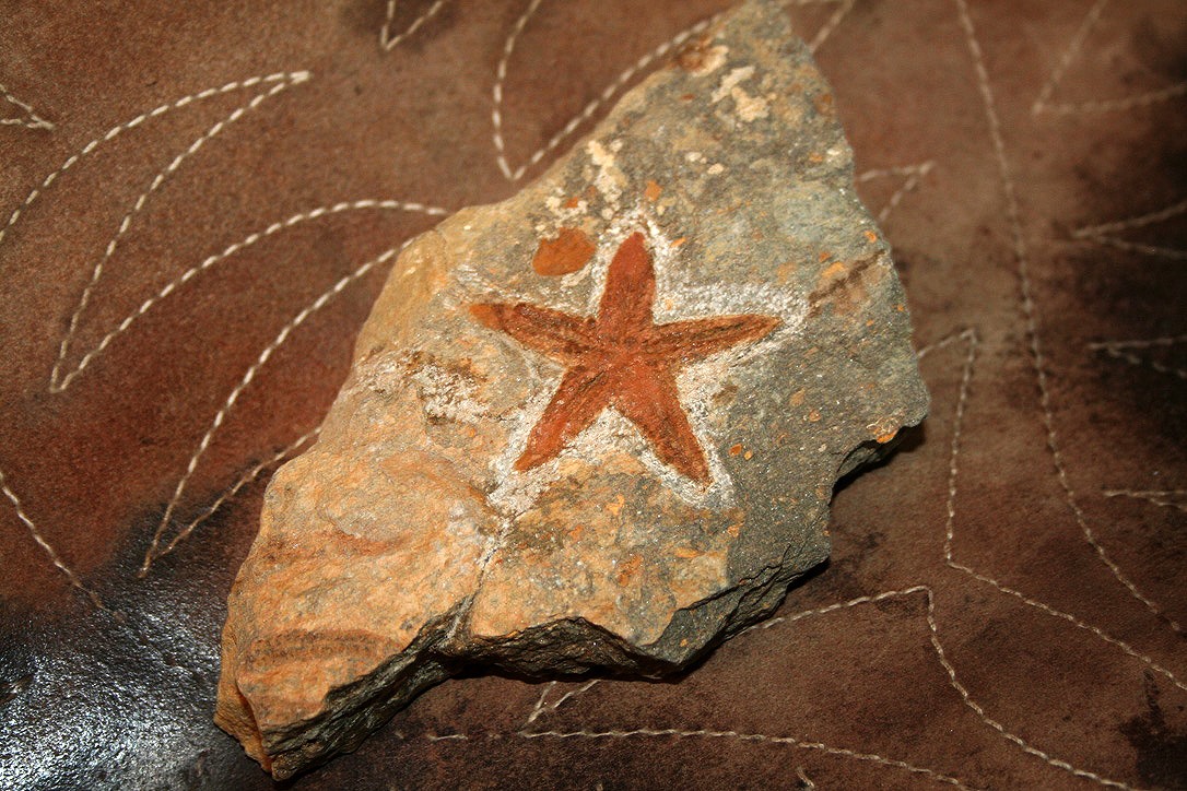 This starfish has been dead for 450 million years, and it still