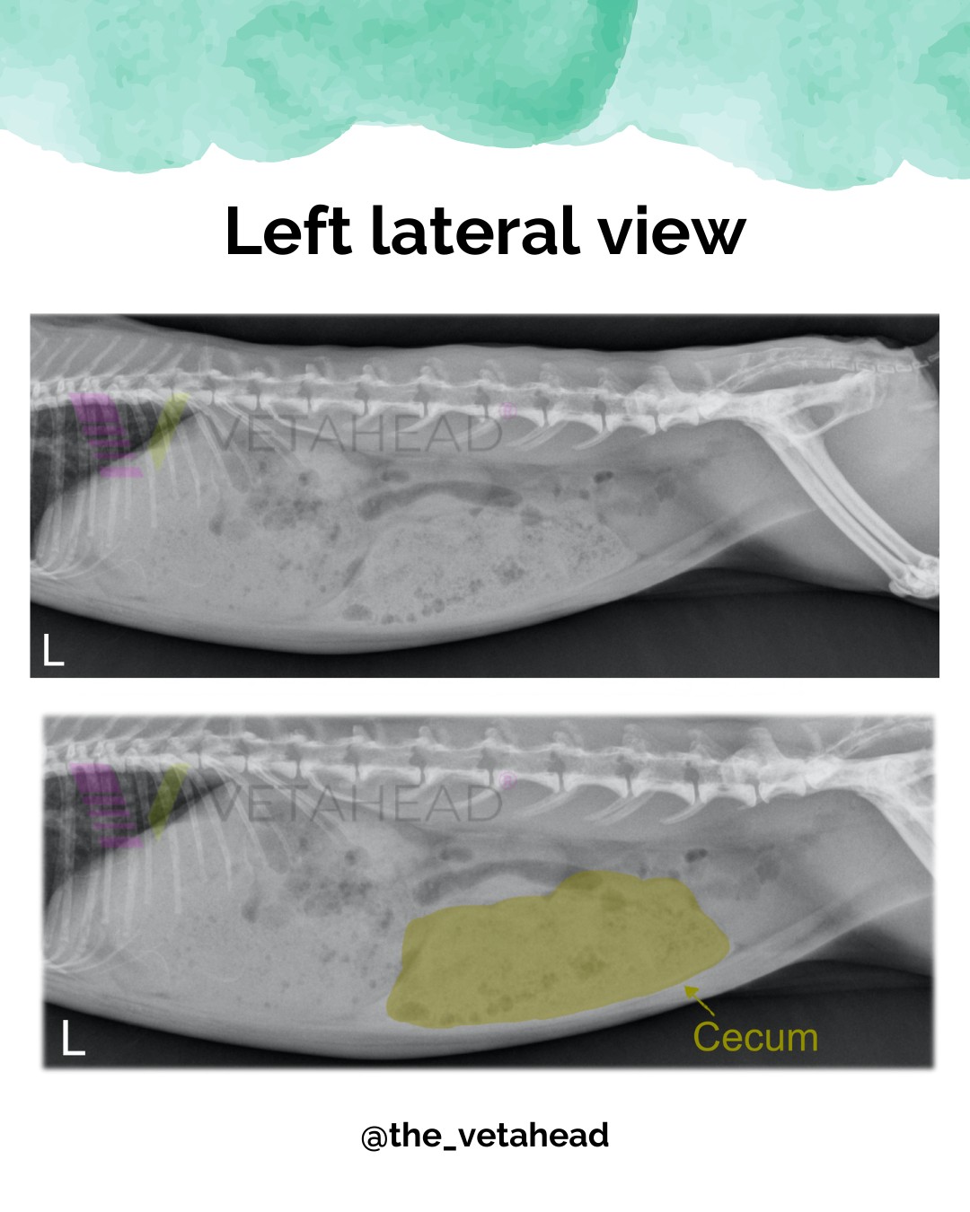 Vetahead - Do you know what a rabbit's cecum looks like in... | Facebook