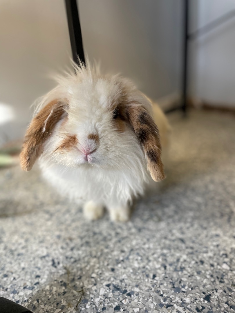 Scituate - Meet Elias! Elias is a very handsome rabbit! This guy is ...