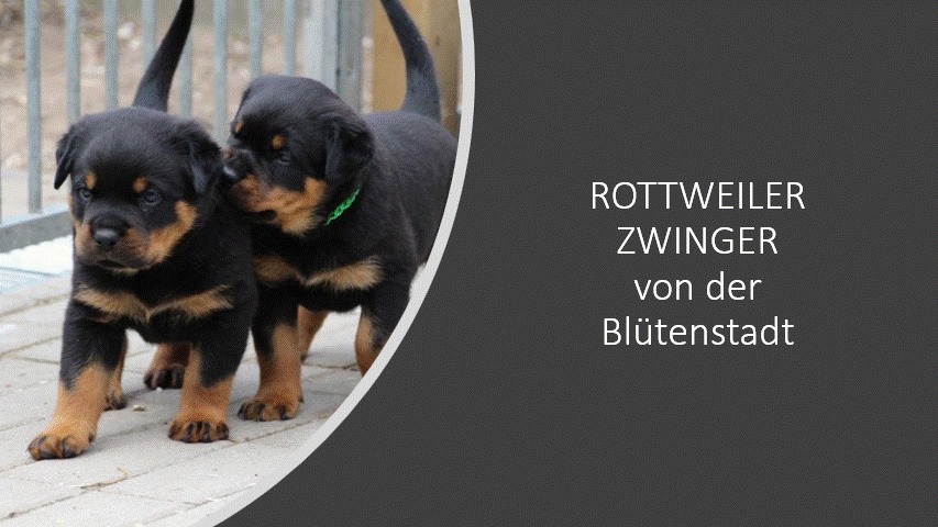 Rottweiler Zwinger VON De Blütenstadt
