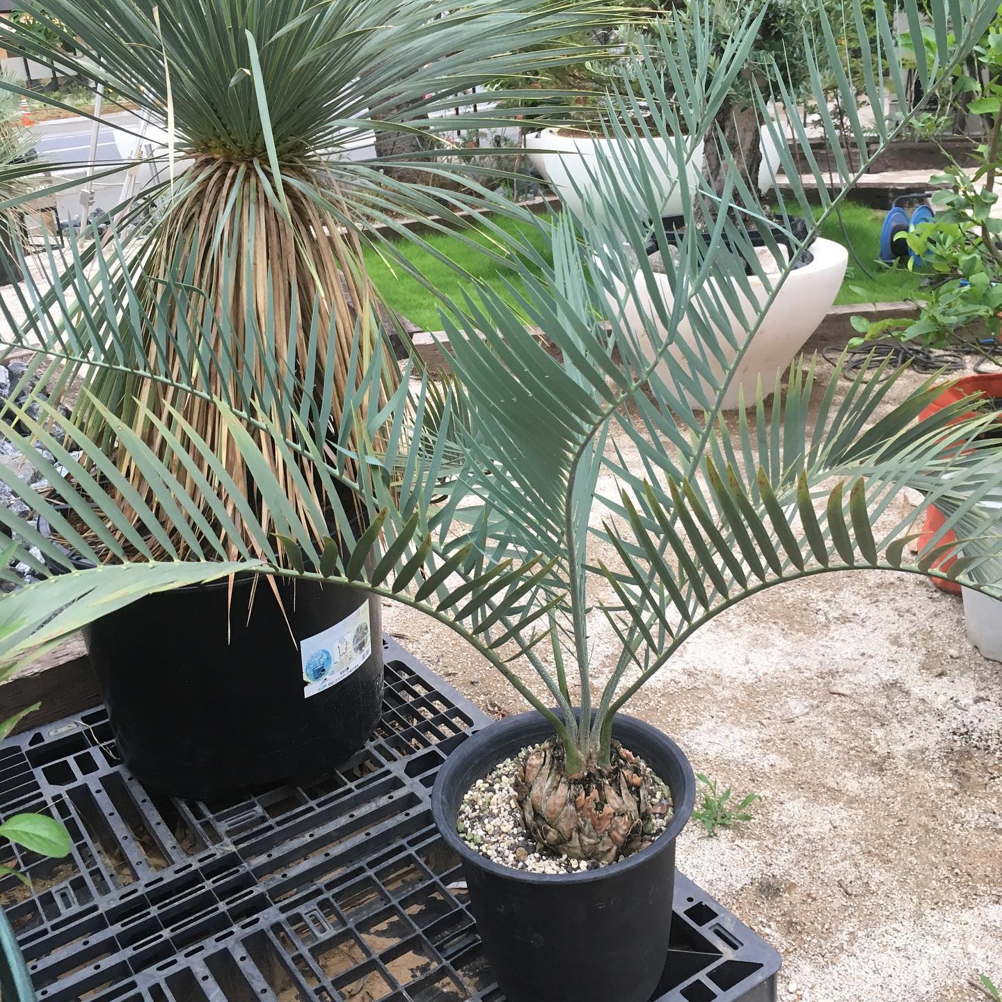 アフリカ蘇鉄と言えばホリダスが有名ですが このムビモンタヌスも希少種 Garden Plants Mog モグ Facebook