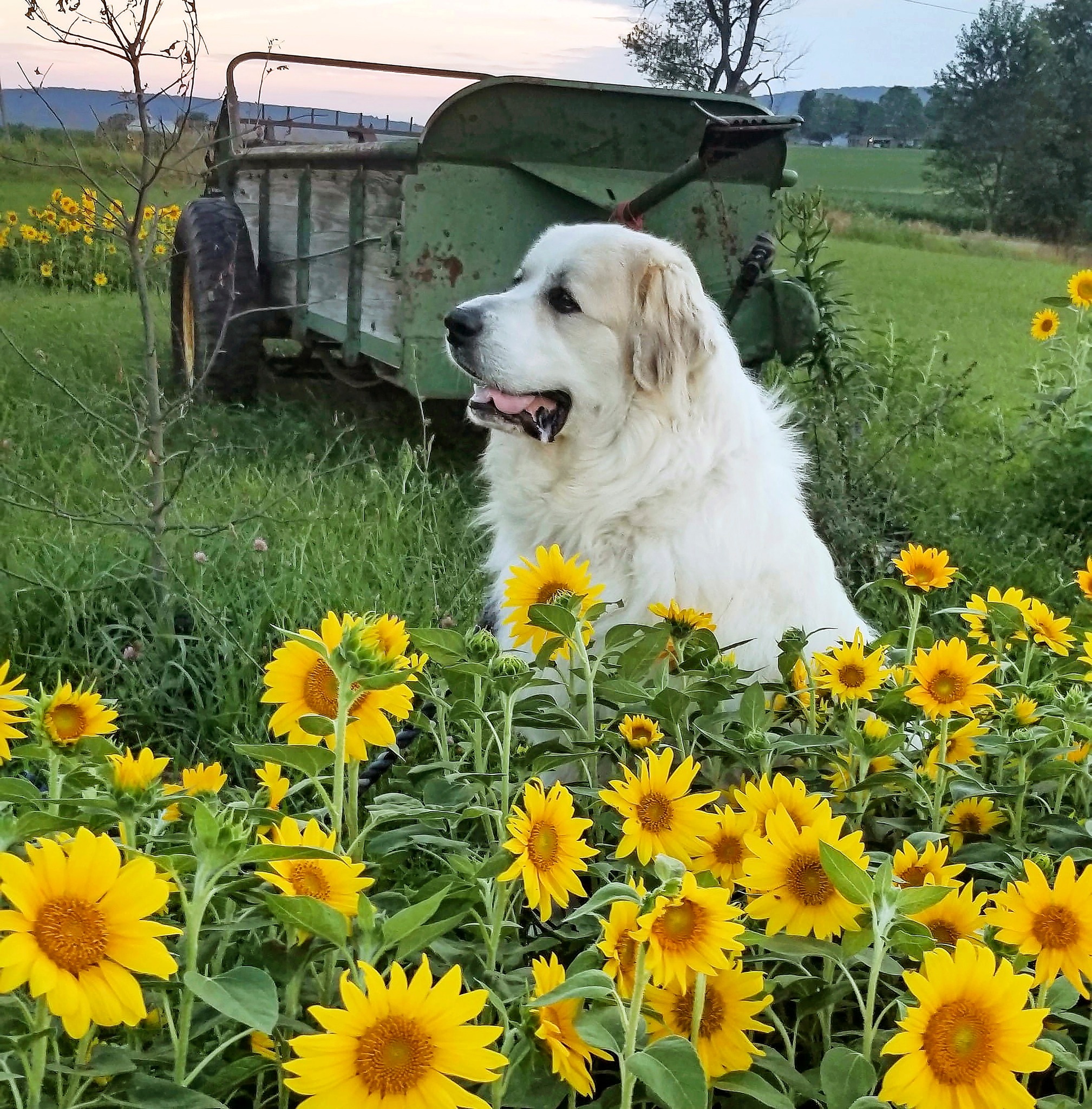 Country Woman: A lifestyle guide.