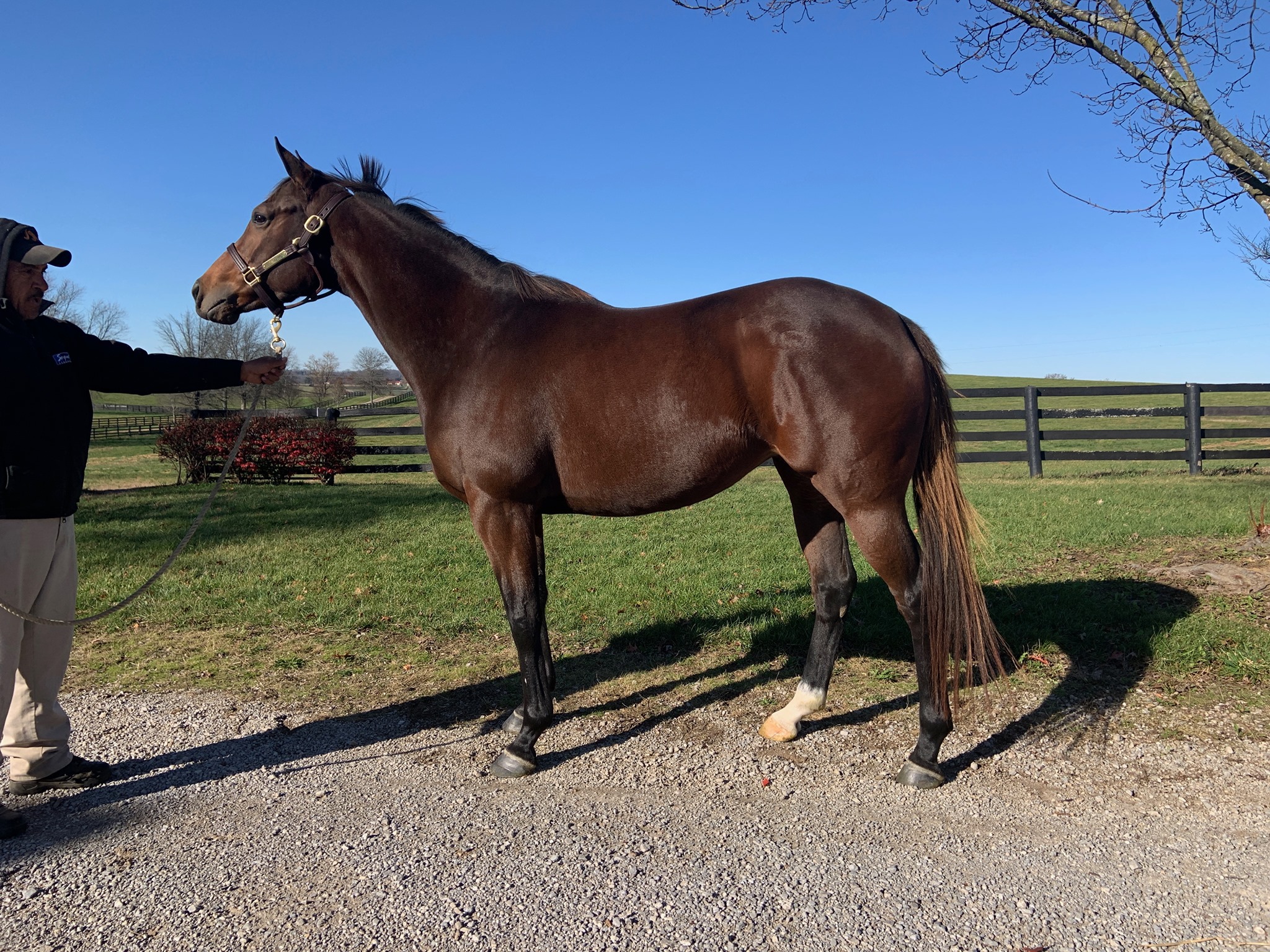 MEET OUR BROODMARES: Rosy... - Circle Eight Ranch and Racing | Facebook