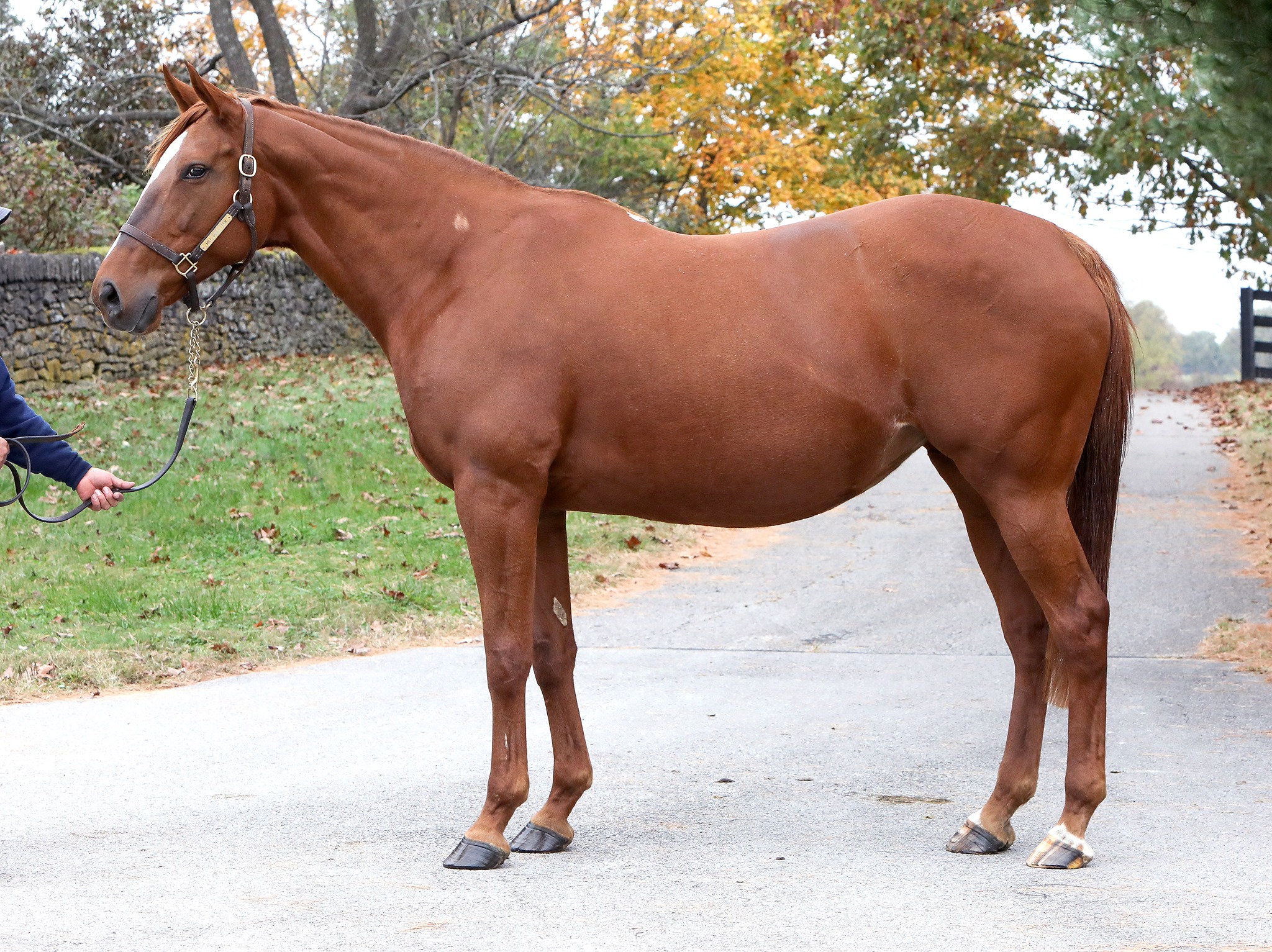 MEET OUR BROODMARES:... - Circle Eight Ranch and Racing | Facebook