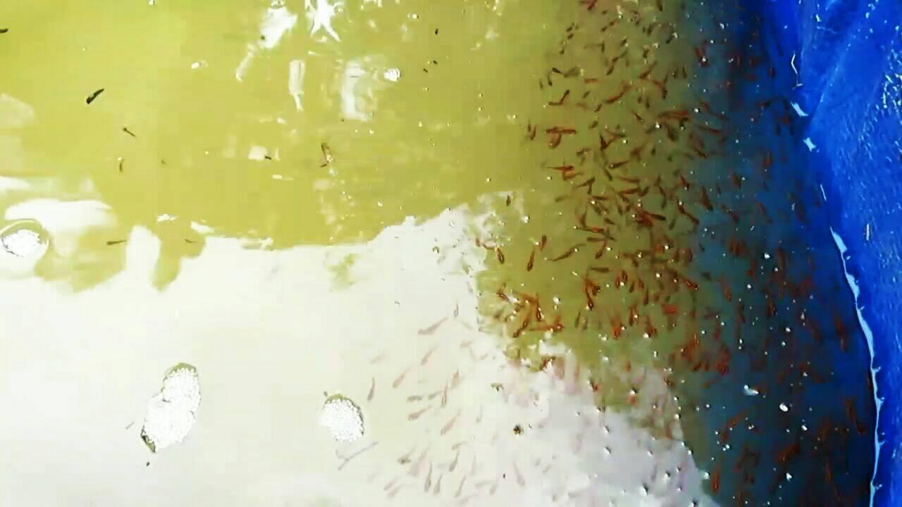 Halwan/Snakehead Fish... - Beautiful Life With Joan & Aimee | Facebook