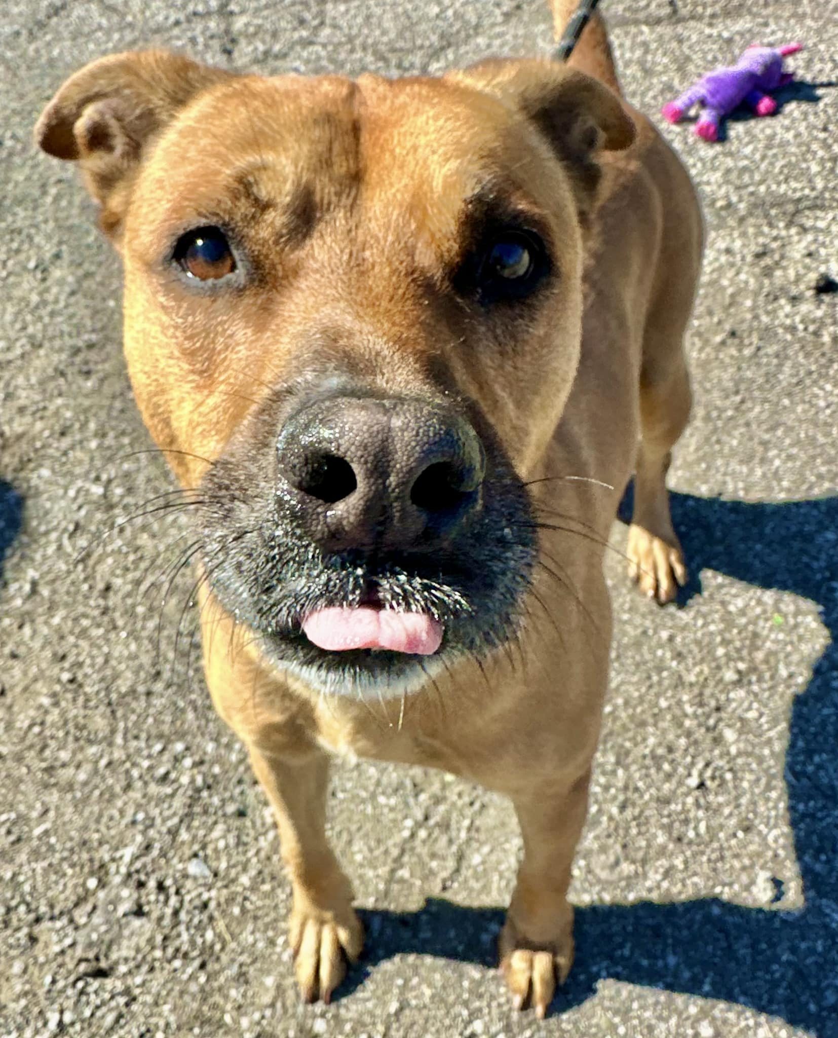 🛑‼️HARVEY IS REACHING HIS LIMIT‼️🛑... - Silverstray Social | Facebook