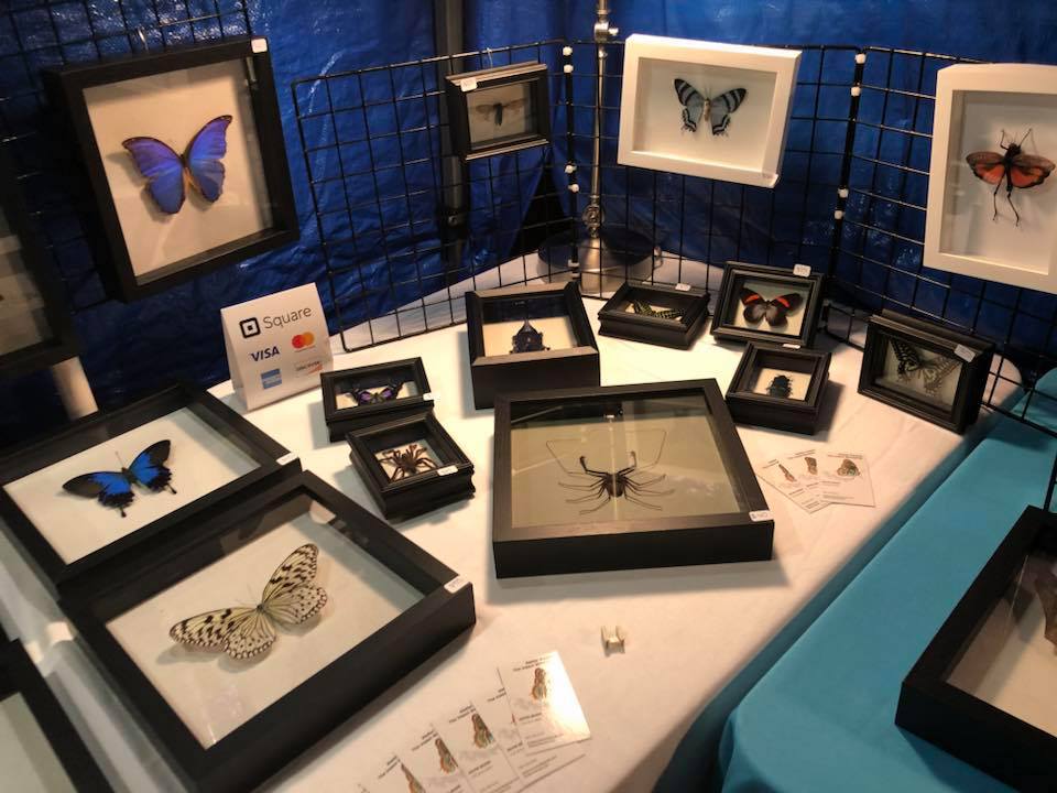 Atelier Insecta