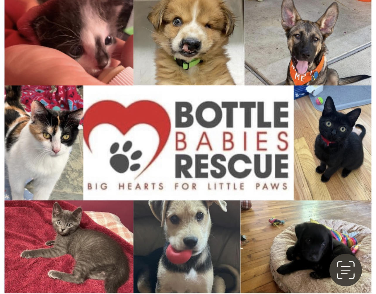 Bottle Babies Rescue | Plymouth MI