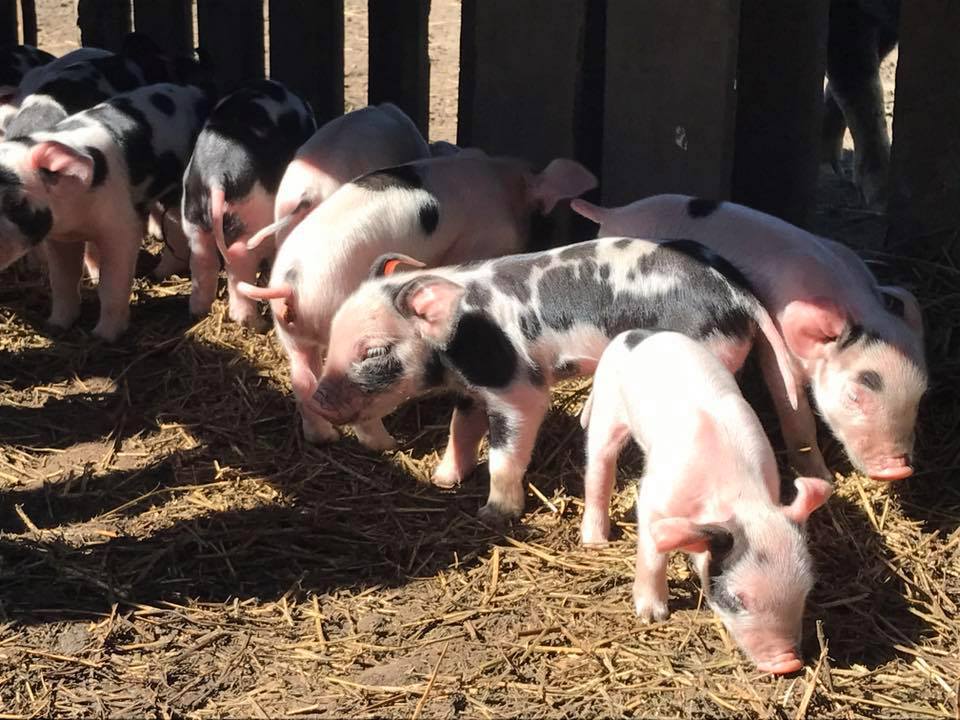 Petaluma Pastured Poultry... - Petaluma Pastured Poultry