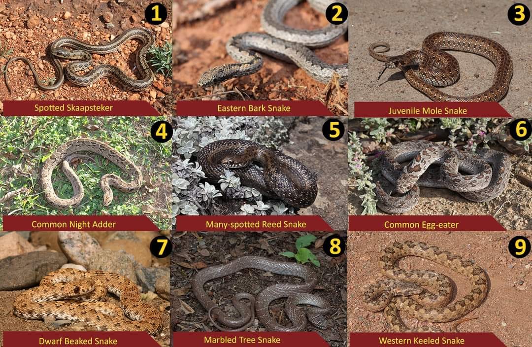 Test your snake... - African Snakebite Institute | Facebook