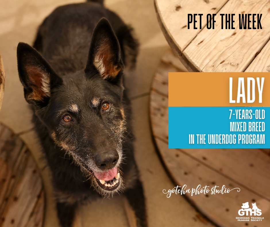 Meet Lady, the GTHS Pet... - Georgian Triangle Humane Society