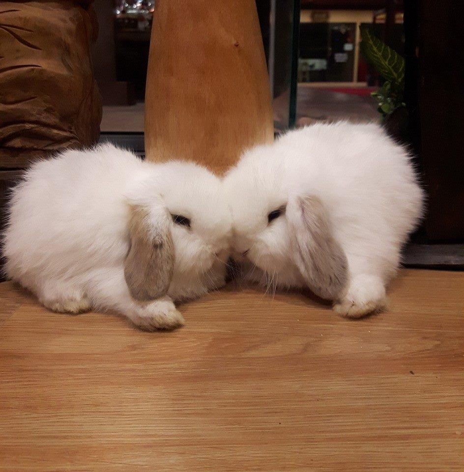JB Rabbit... - JB Rabbit ฟารม์กระต่ายเชียงใหม่