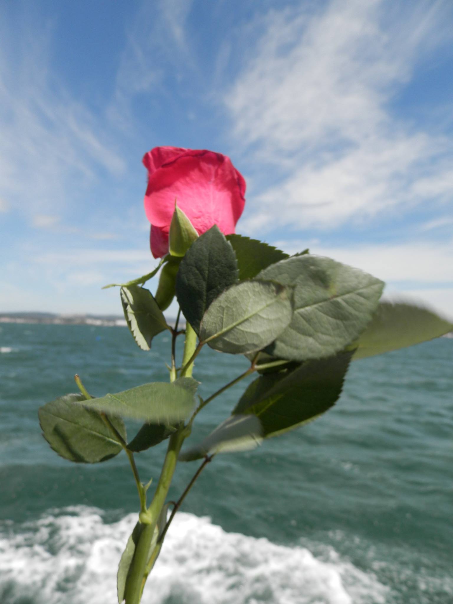 Bonsoir. Modeste hommage adressé... - Fenêtre sur le sud