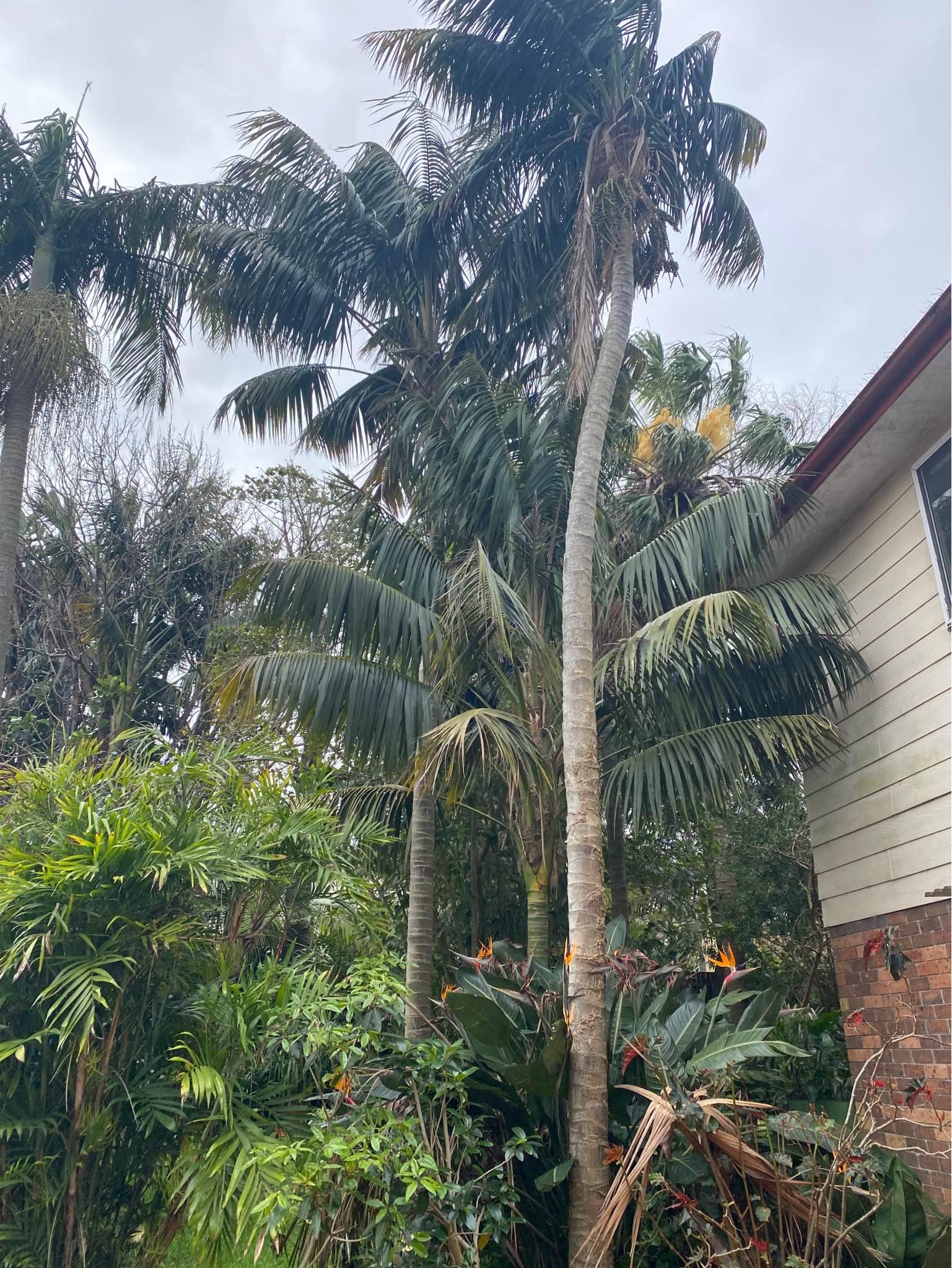 Palm Trees for sale in Sydney, Australia Facebook Marketplace