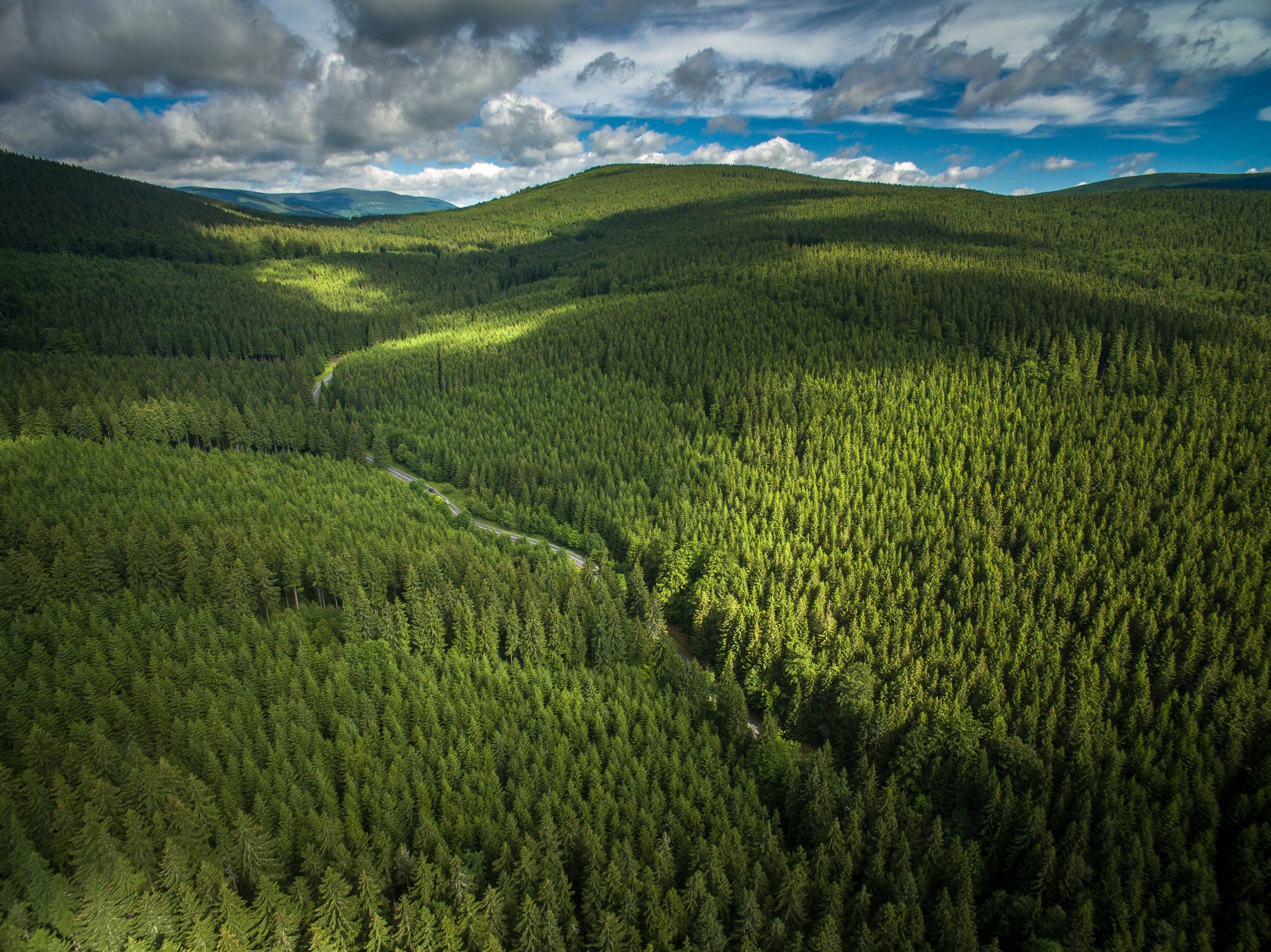 FORECON, - White Oak Poaching on Increase Amid Rising Popularity of ...