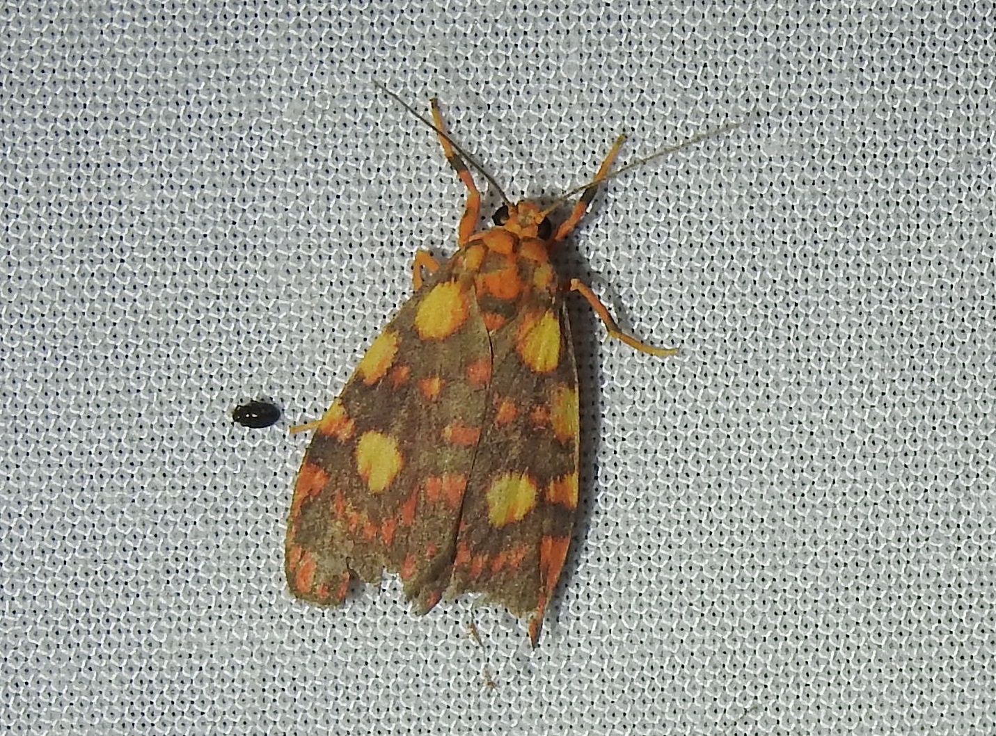 This slightly battered... - Entomological Society of Victoria | Facebook