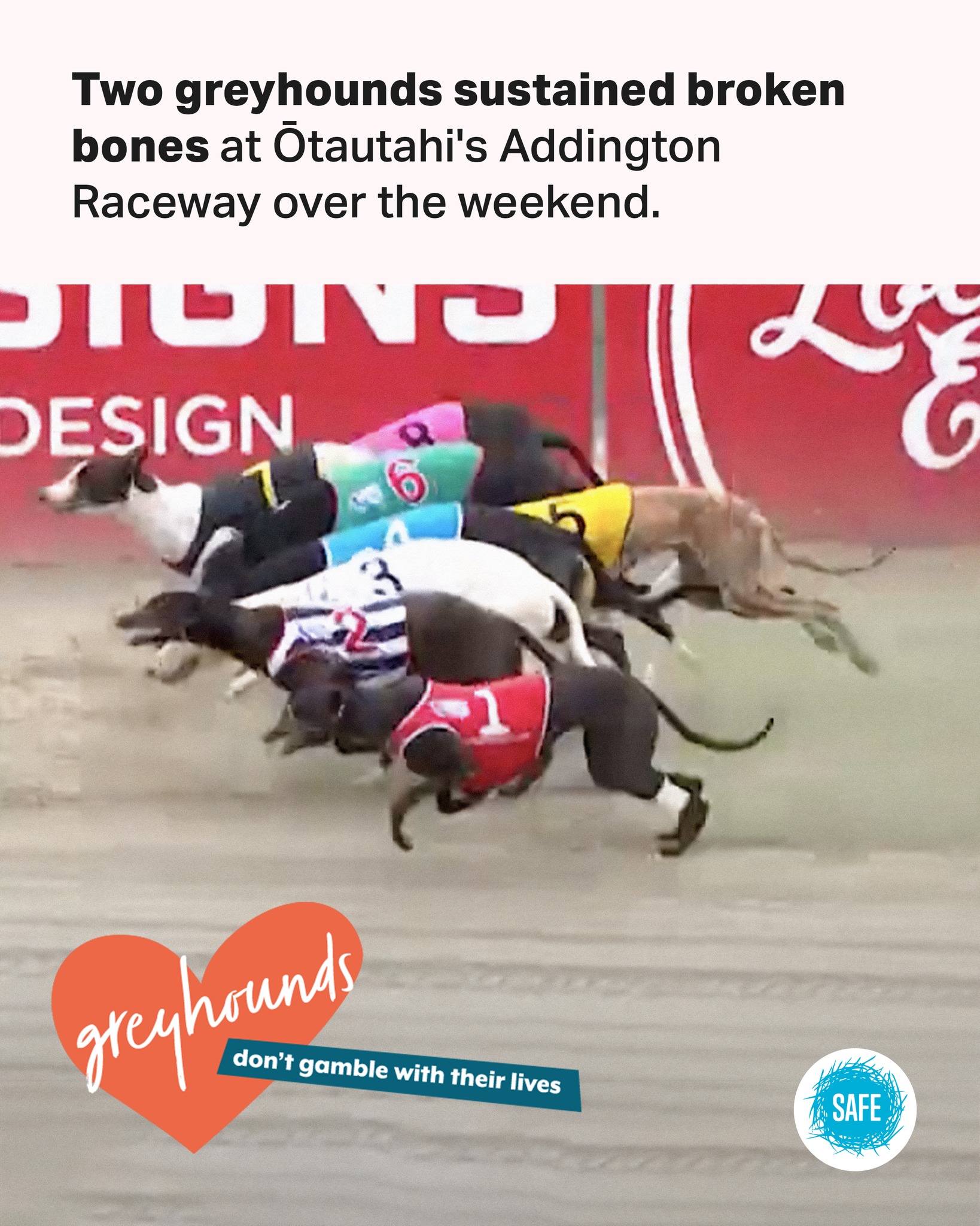 SAFE - The greyhound horror show continues, with two dogs... | Facebook