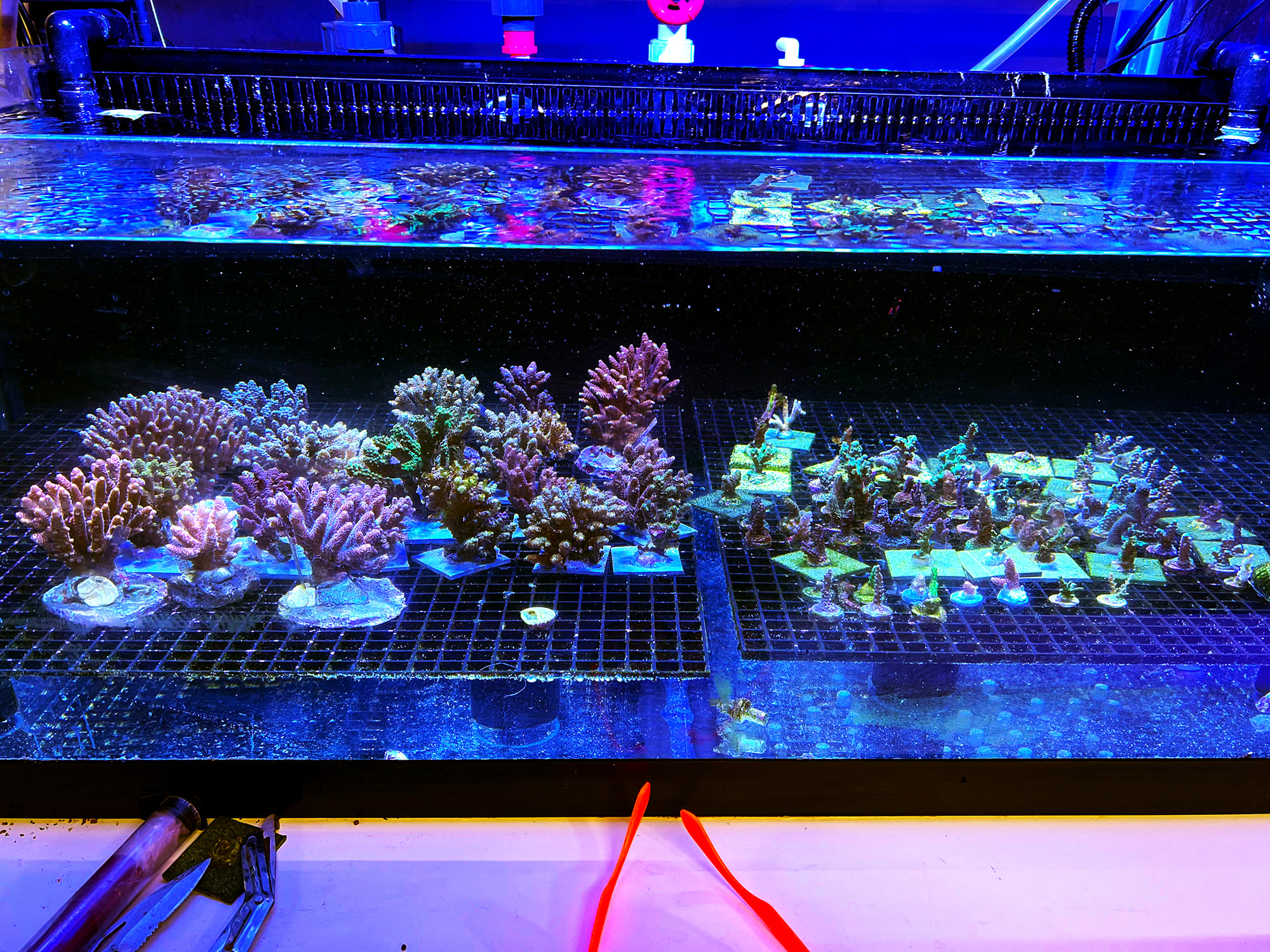 Beautiful view of Maximizing Polyp Growth Reef Aquariums