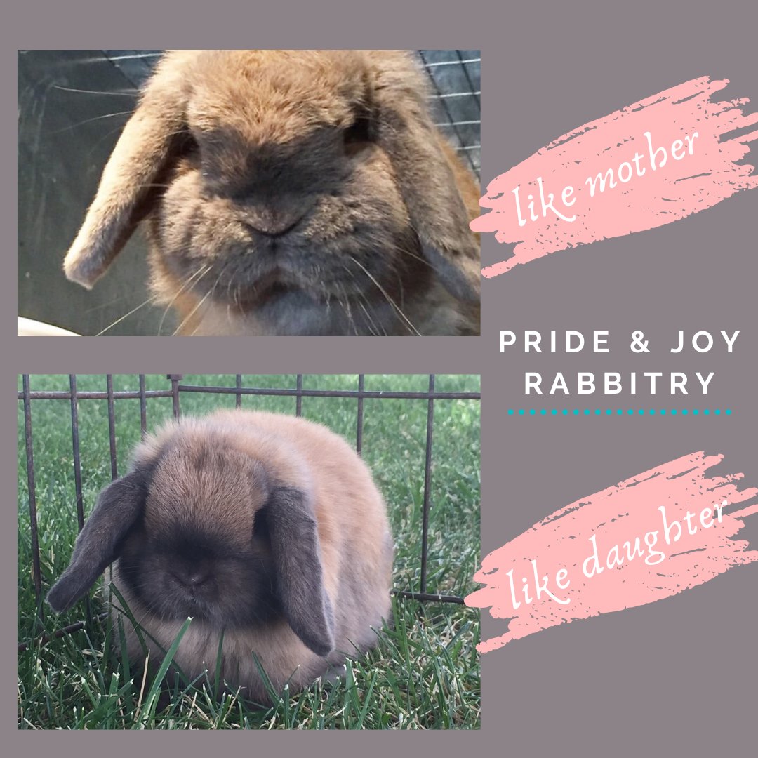 Pride and Joy Rabbitry