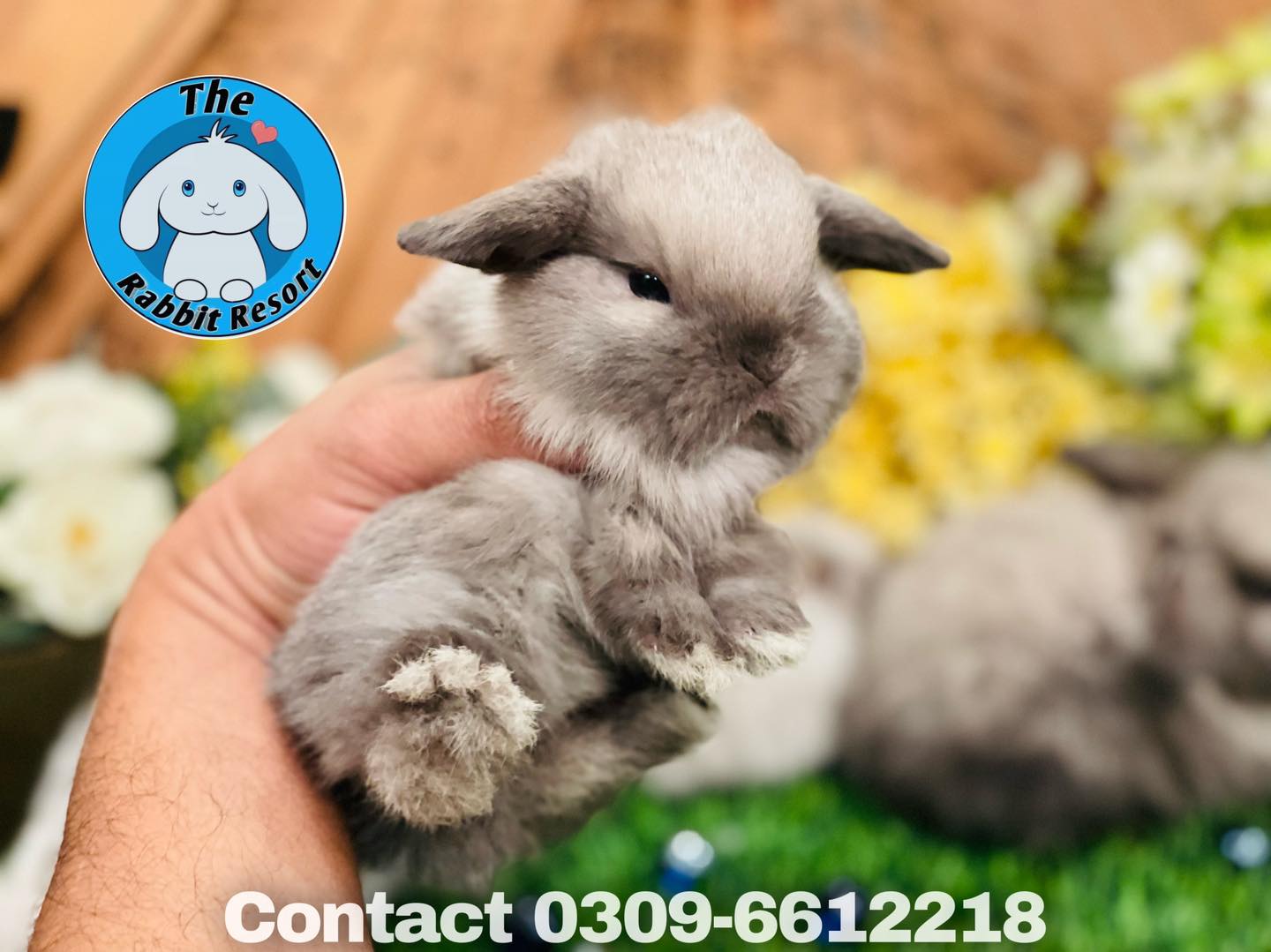 The Rabbit Resort