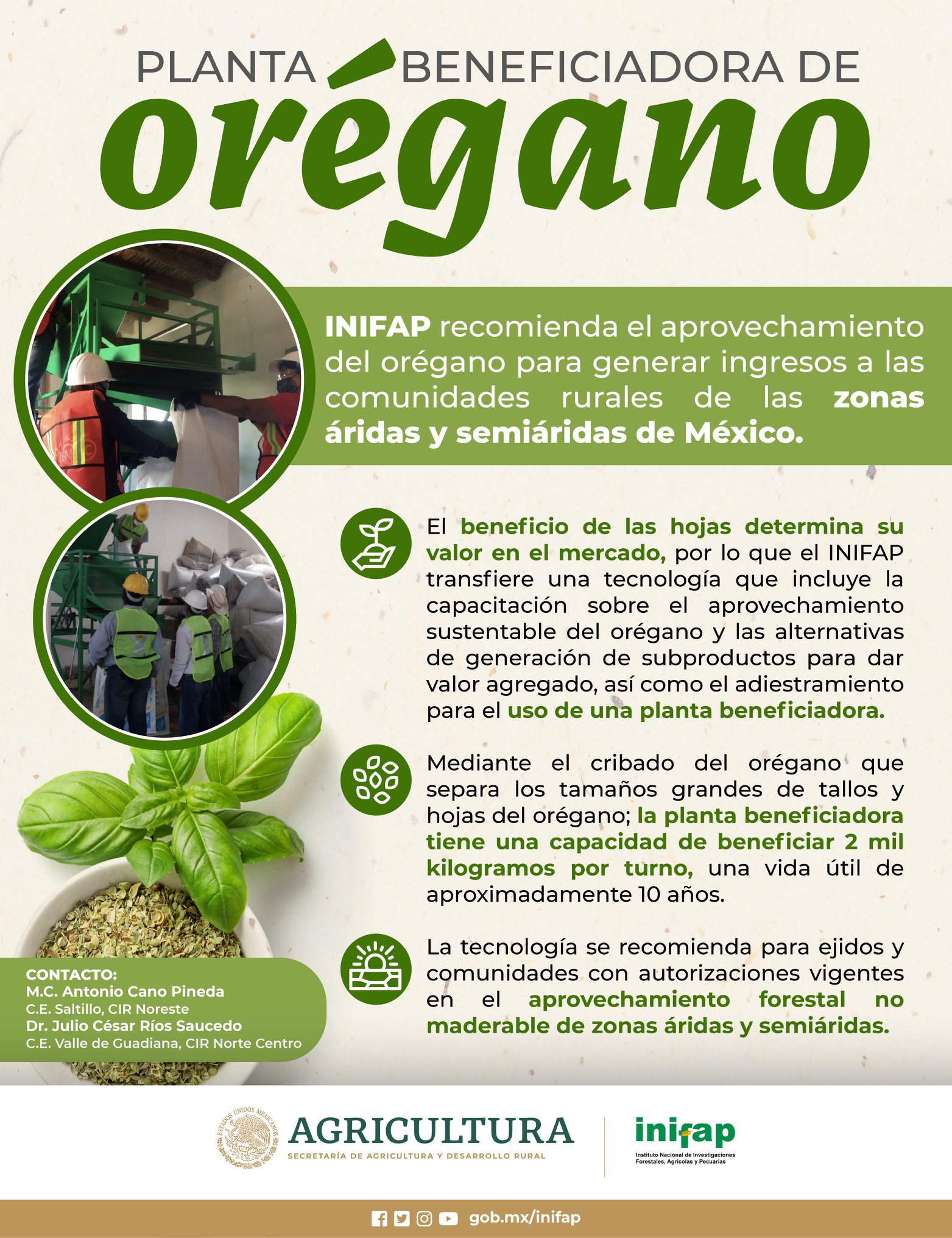 INIFAP - En zonas #áridas y semiáridas trabajamos con el #orégano para ...