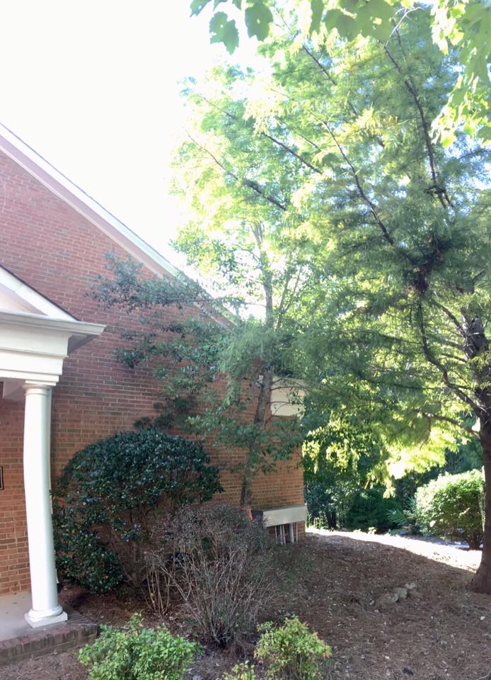 Superior Tree Service | Cornelia GA