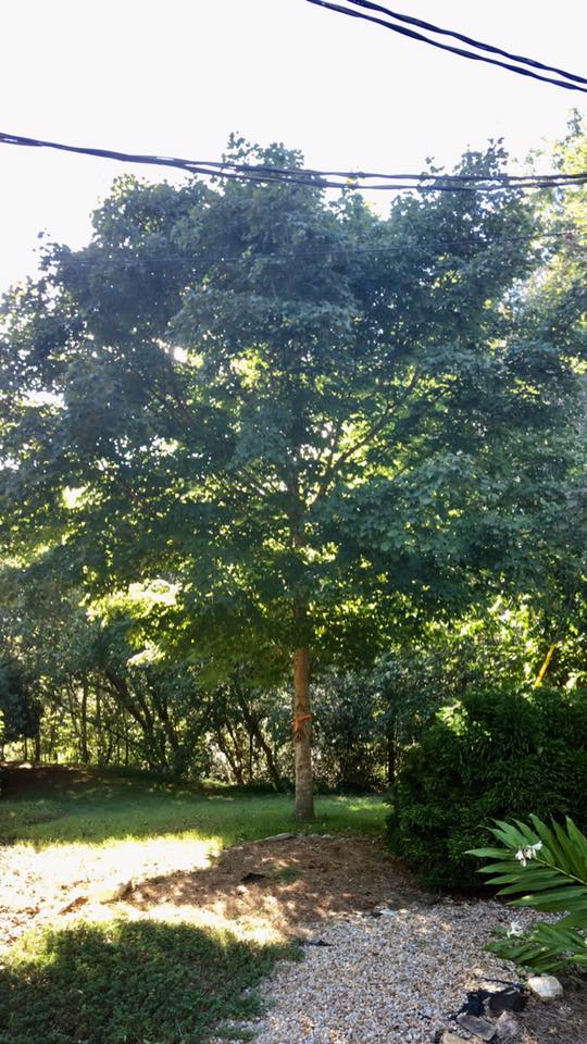 Superior Tree Service | Cornelia GA