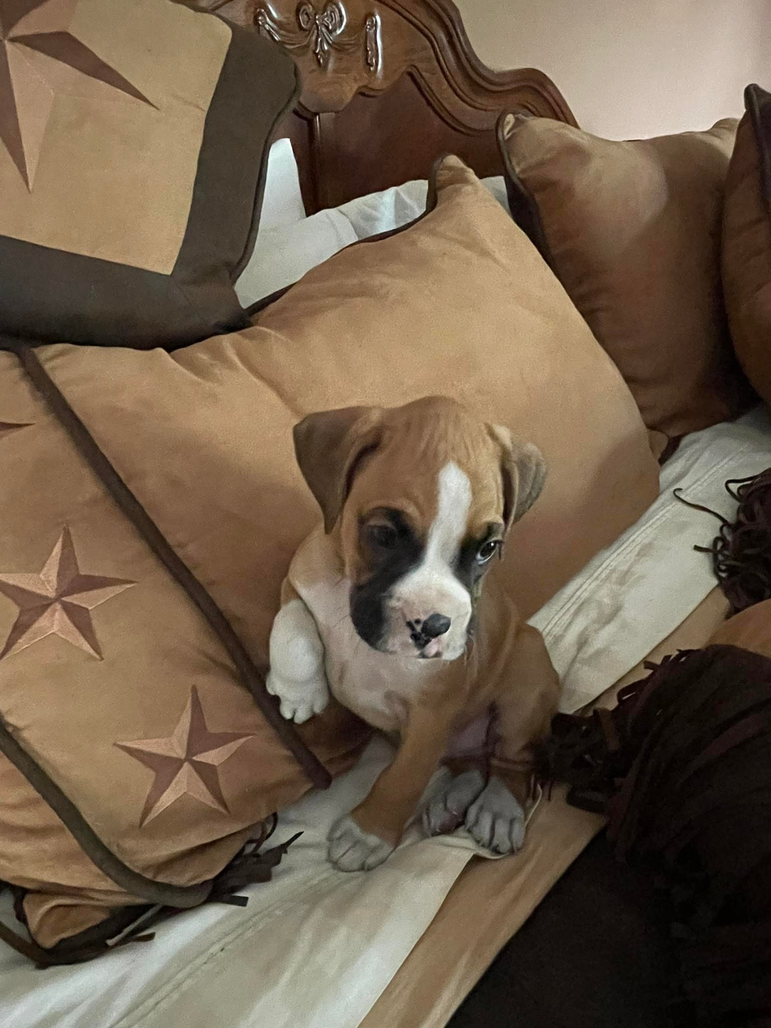 👀 at this handsome hunk!!!💙💙💙... - Grandview Ridge Boxers