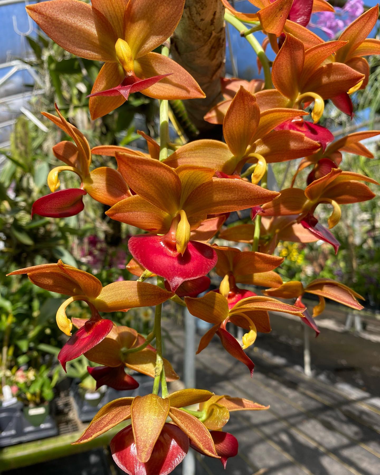 Cycnoches Taiwan Gold 'Orange' orchid