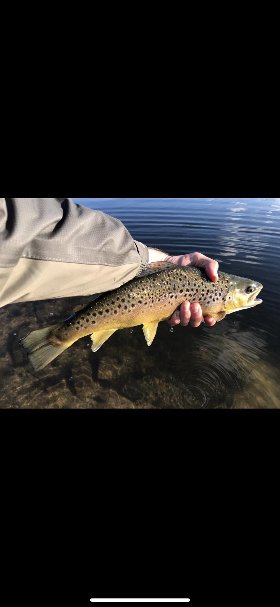 Some baby brown trout for the Dunkirk sportsman show