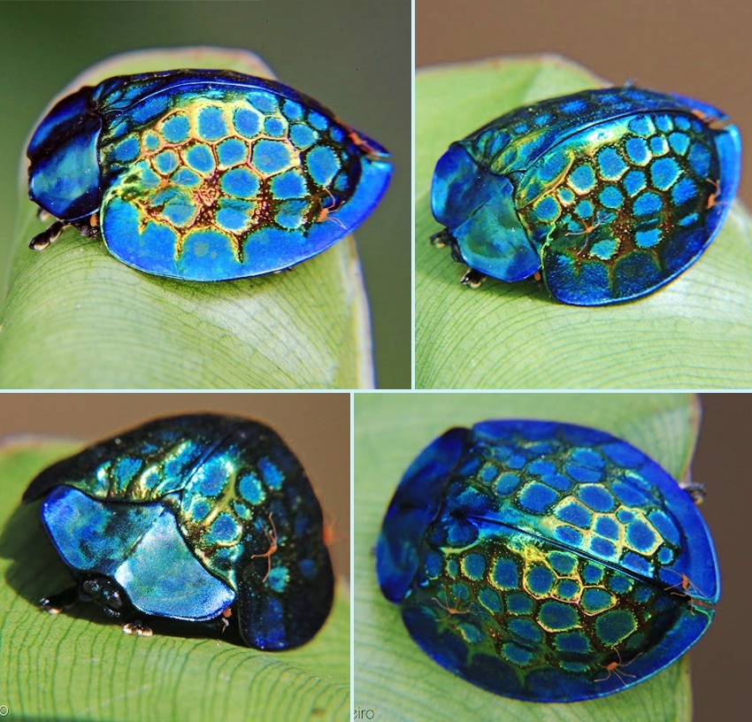 What is the name of this beetle found in Los Tuxtlas rainforest