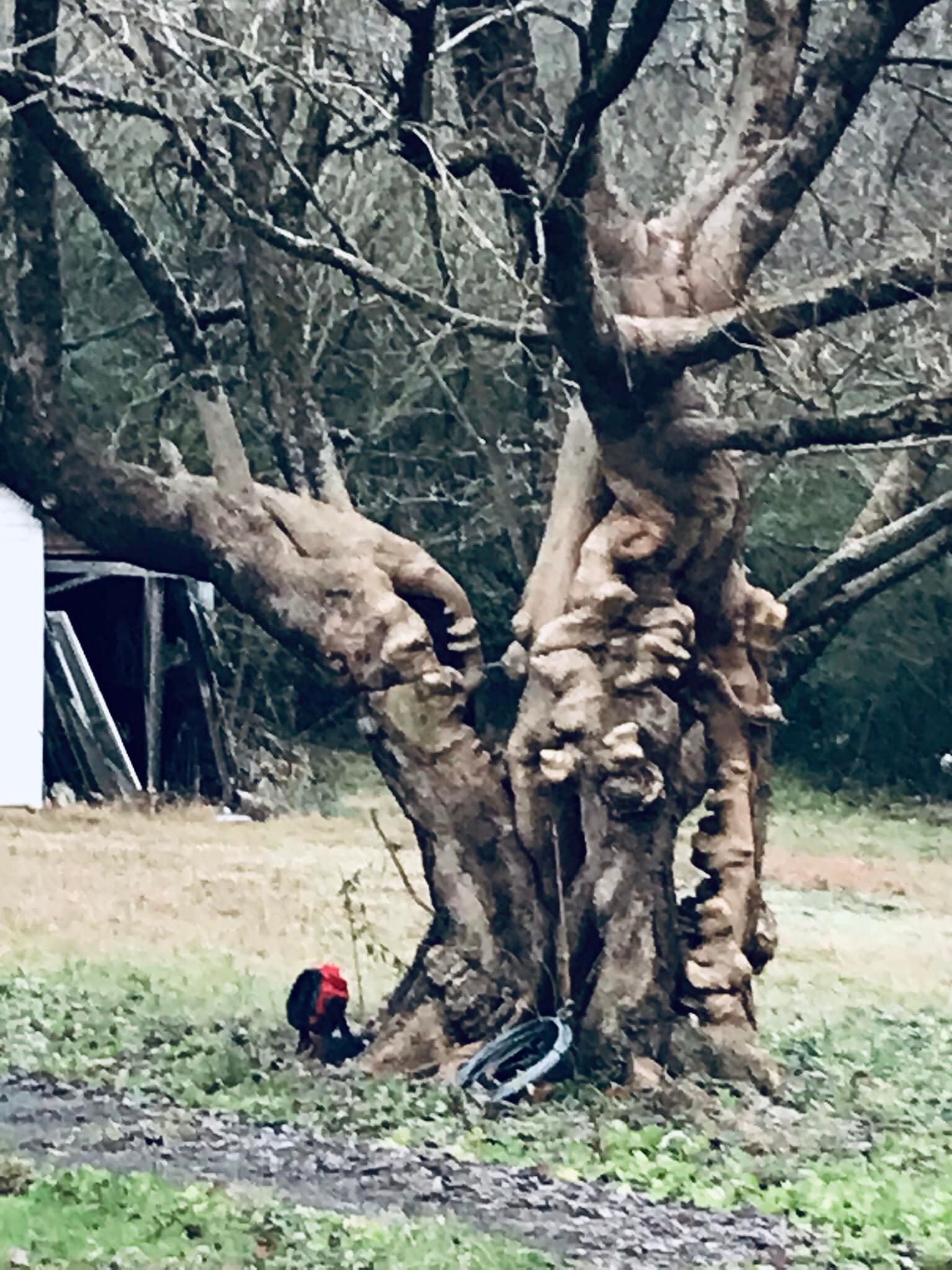 Demons and ghouls gather around this old tree!