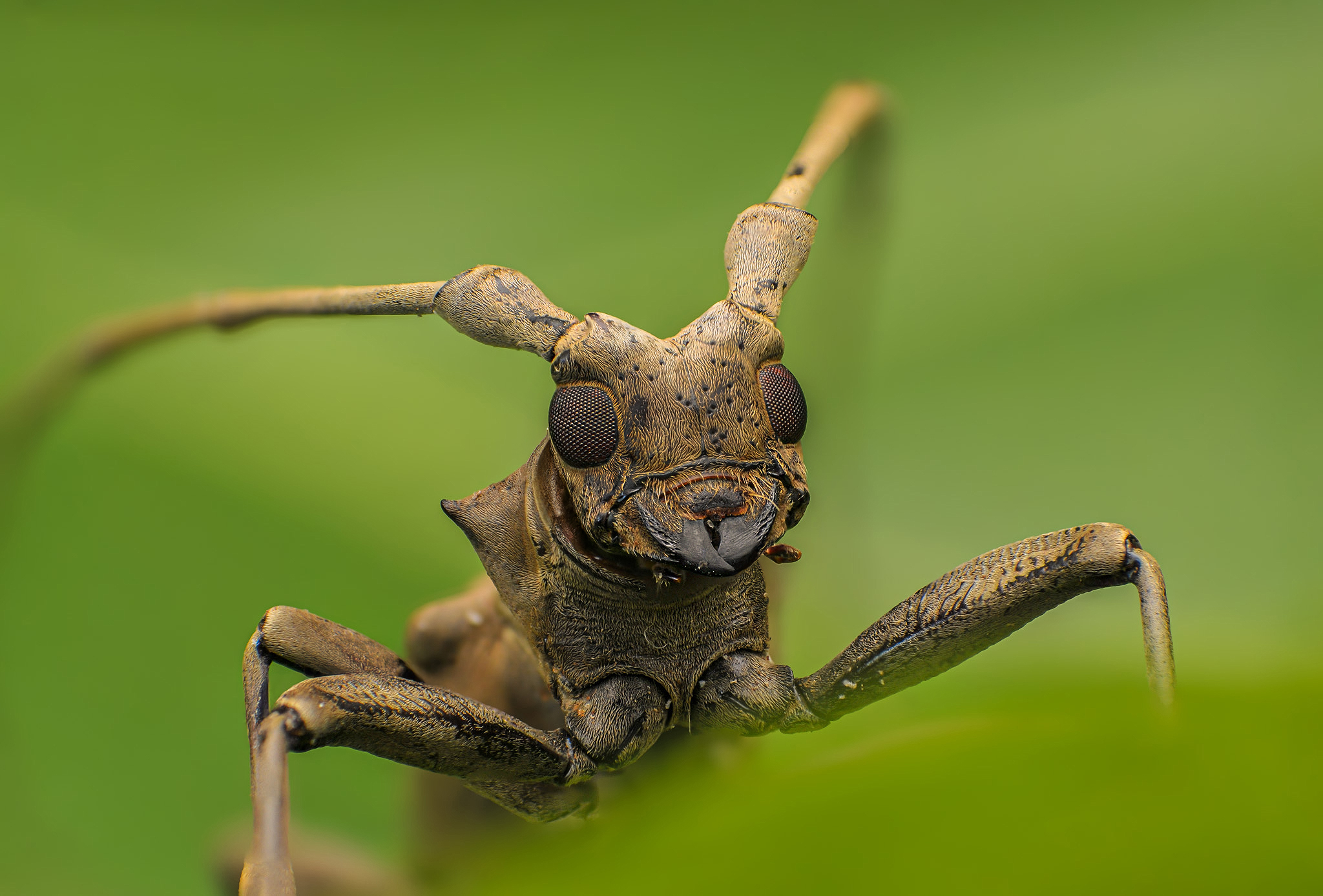 Behind - Flat-faced longhorn beetle | Facebook