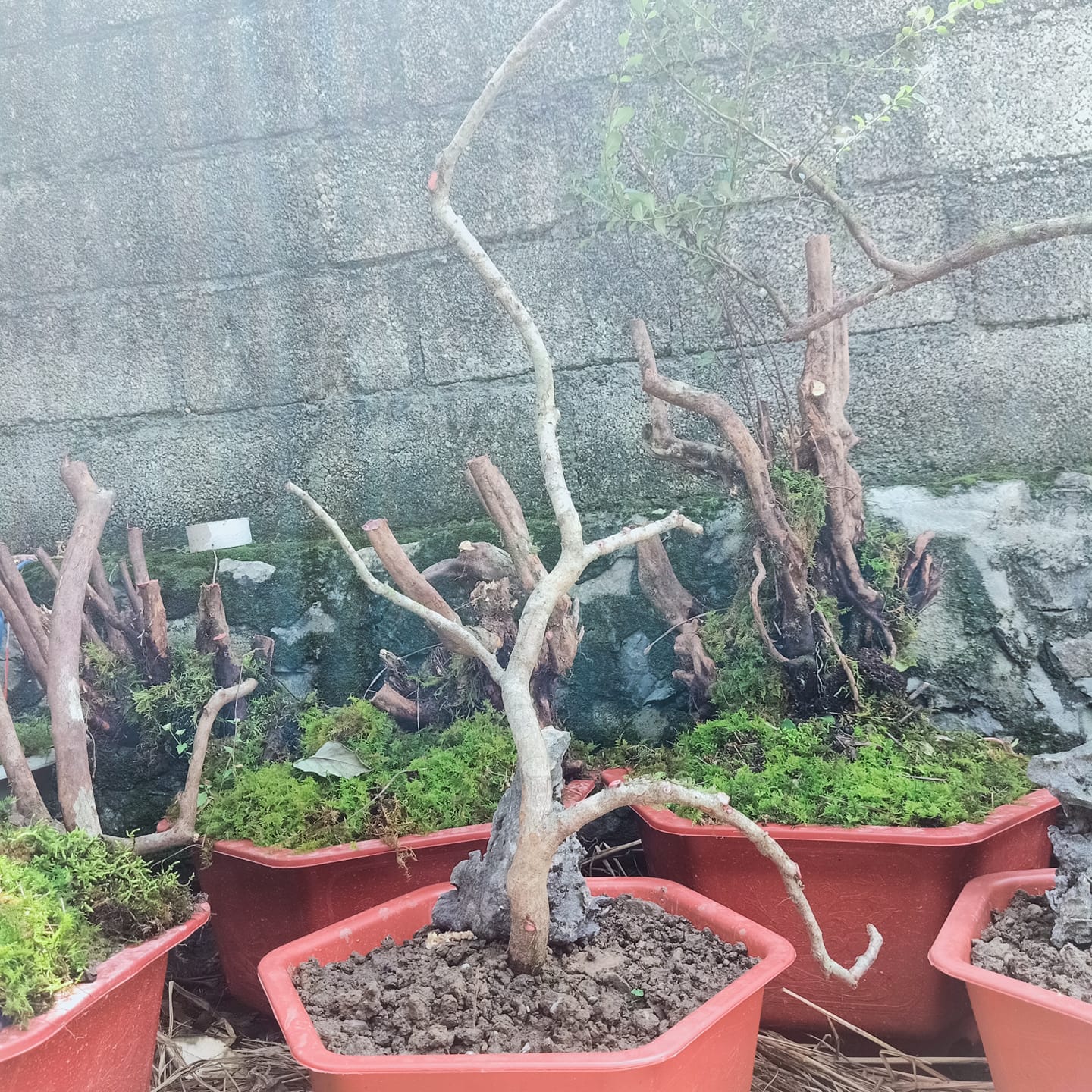 hội cây táo gai rừng