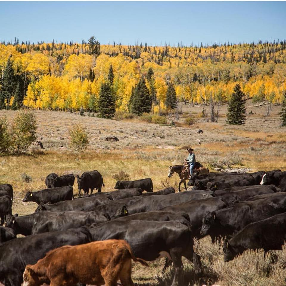 Ranch and Farm Life