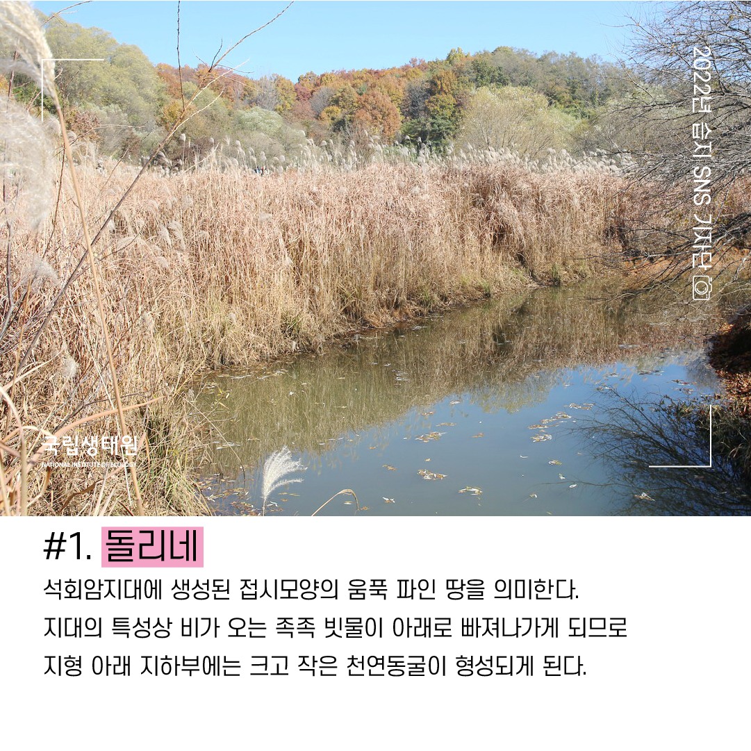 국립생태원 습지센터 - 벚나무가 습지 둘레를 든든하게 지키고 있습니다. 습지 안엔 햇살 머금은 연잎이 반갑게 인사합니다. 연밥 ...