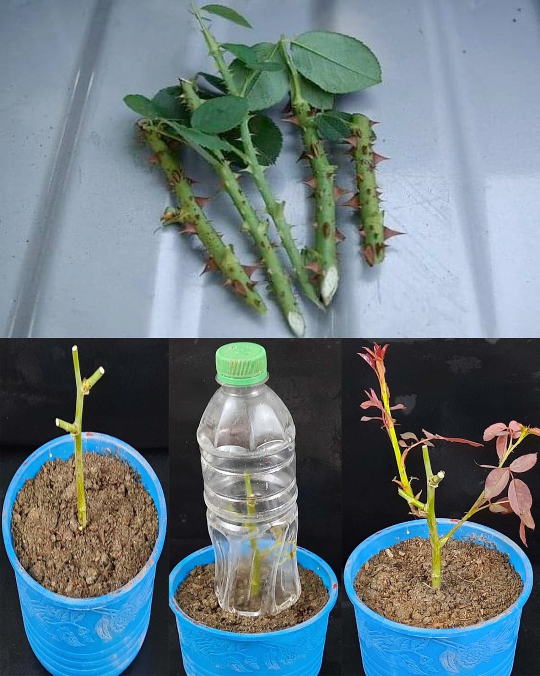 Grow - 