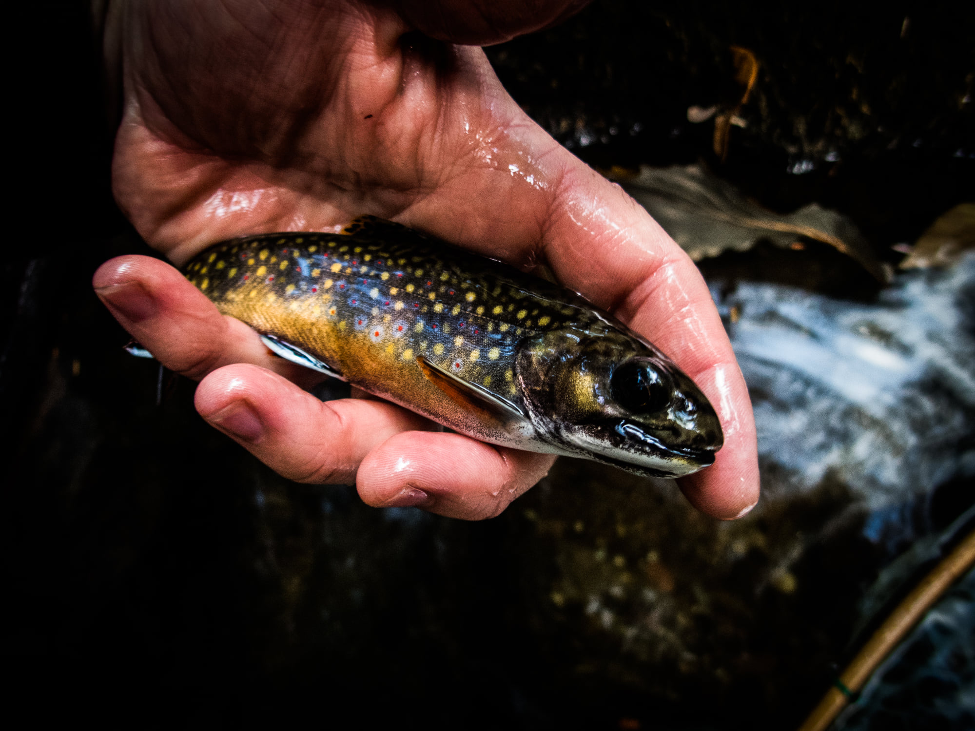 Native Fish Coalition Pennsylvania Chapter | Pownal ME
