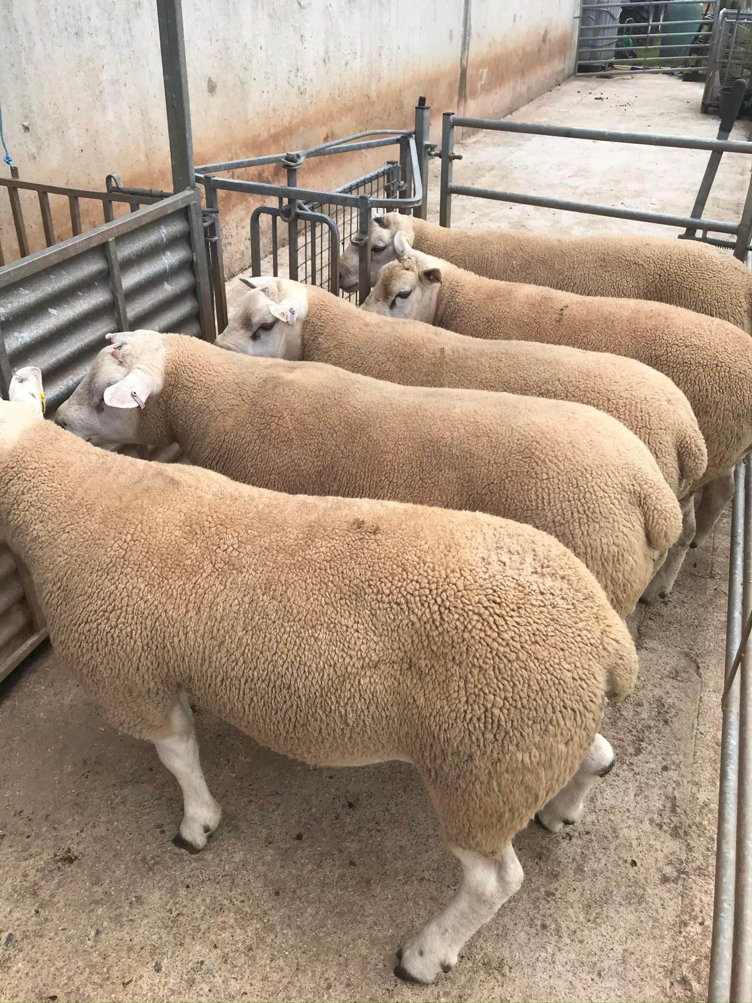 FARMERS OF DEVON | Charollais Chartex & Texel rams looking for action ...