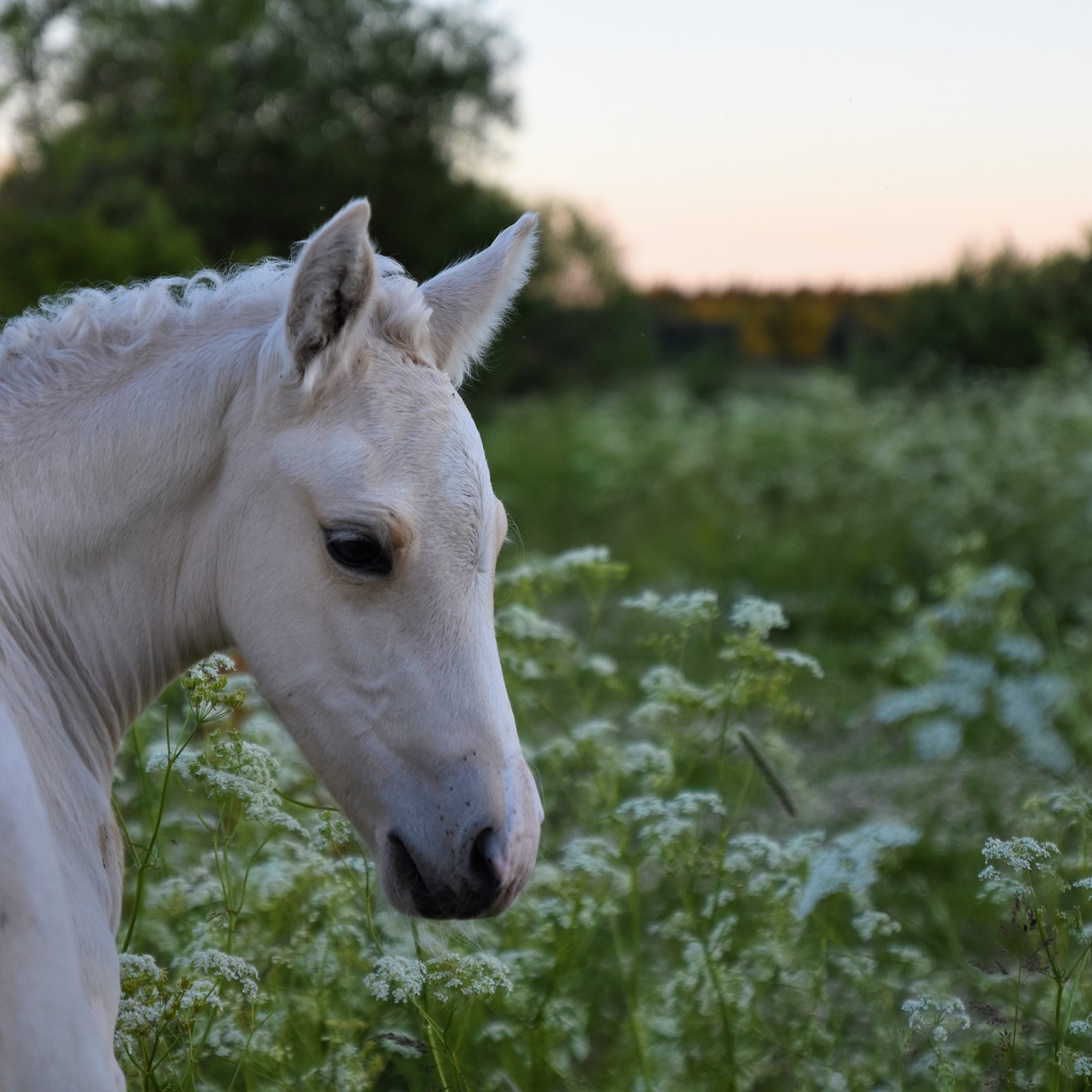 Voore... - Voore Tallid - eesti hobune, estonian native horse