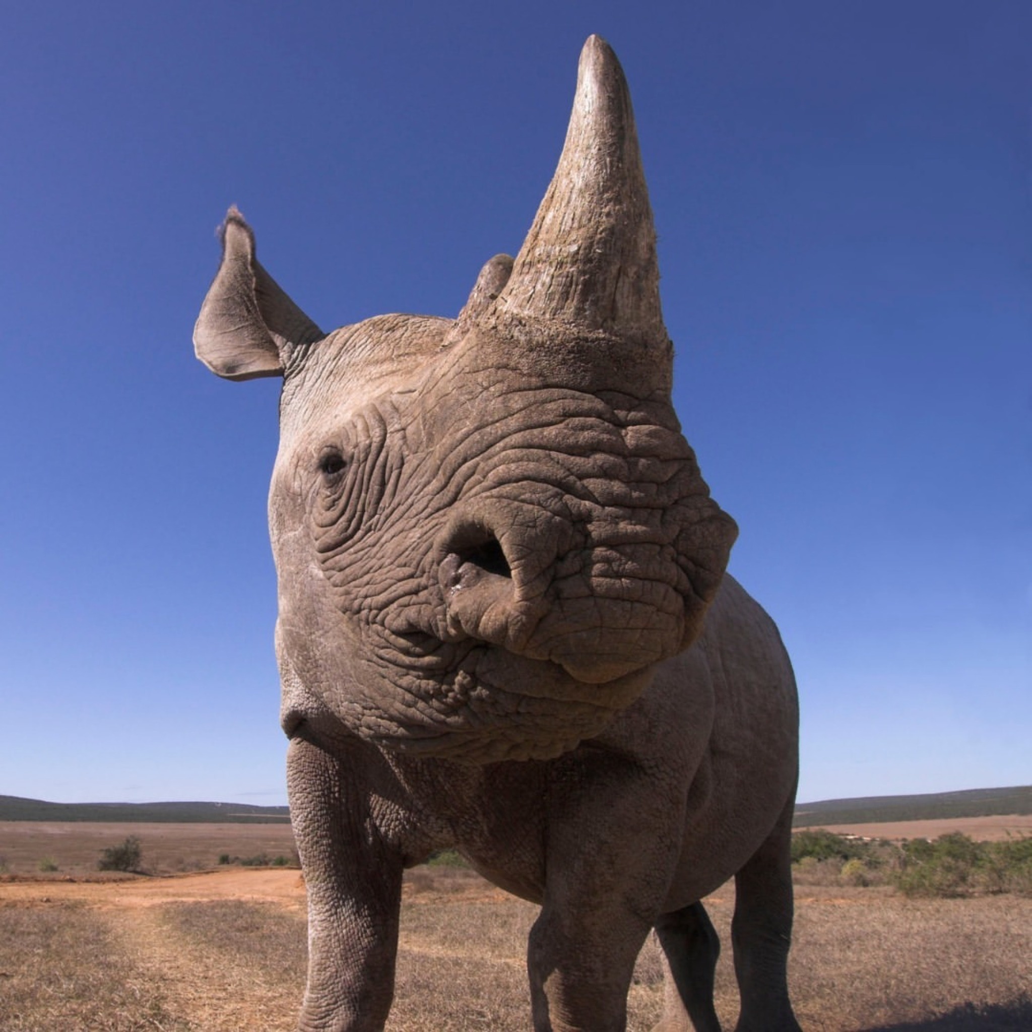 Surprising facts: Rhinos have small brains relative to their large 