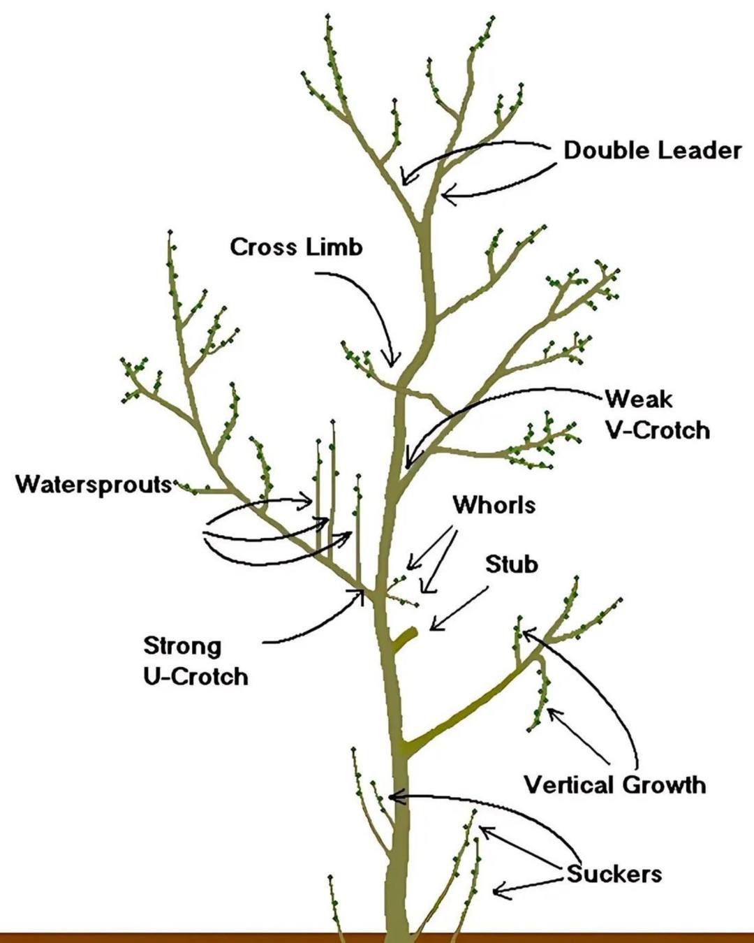 How and When to Prune Trees and... - GreenThumb Tips & Tricks | Facebook