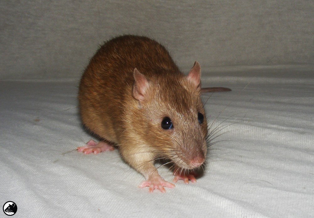 Rattery Mattie | Arnhem