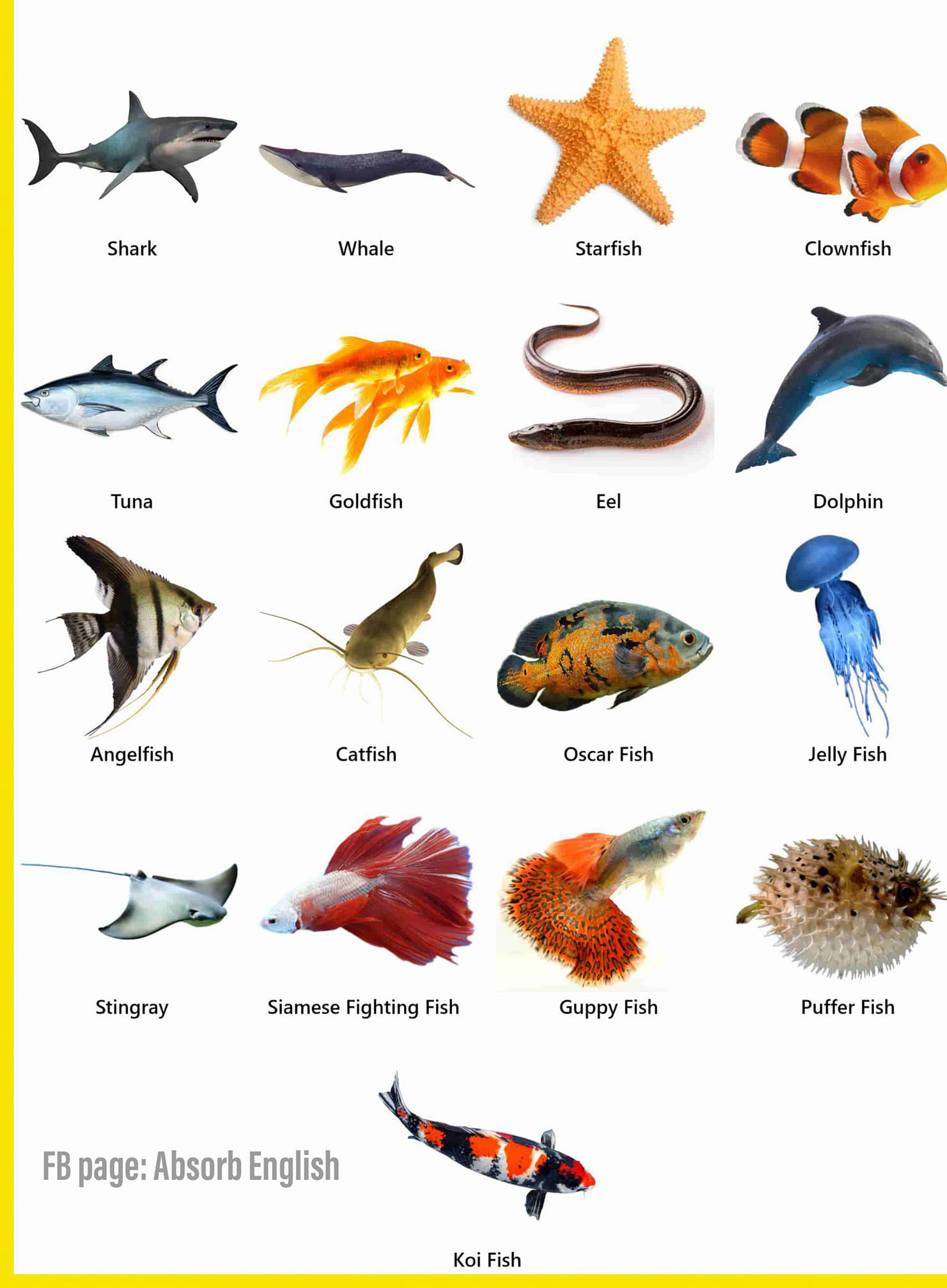 Absorb English - Types of Fish